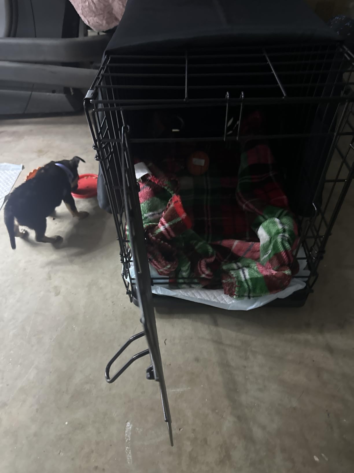MidWest Homes for Pets 42-Inch iCrate for Large Breeds, 71-90 lbs, Single Door Folding Dog Crate with Divider Panel, Leak-Proof Tray & Secure Latch, Portable, Durable & Easy to Assemble customer photo 2