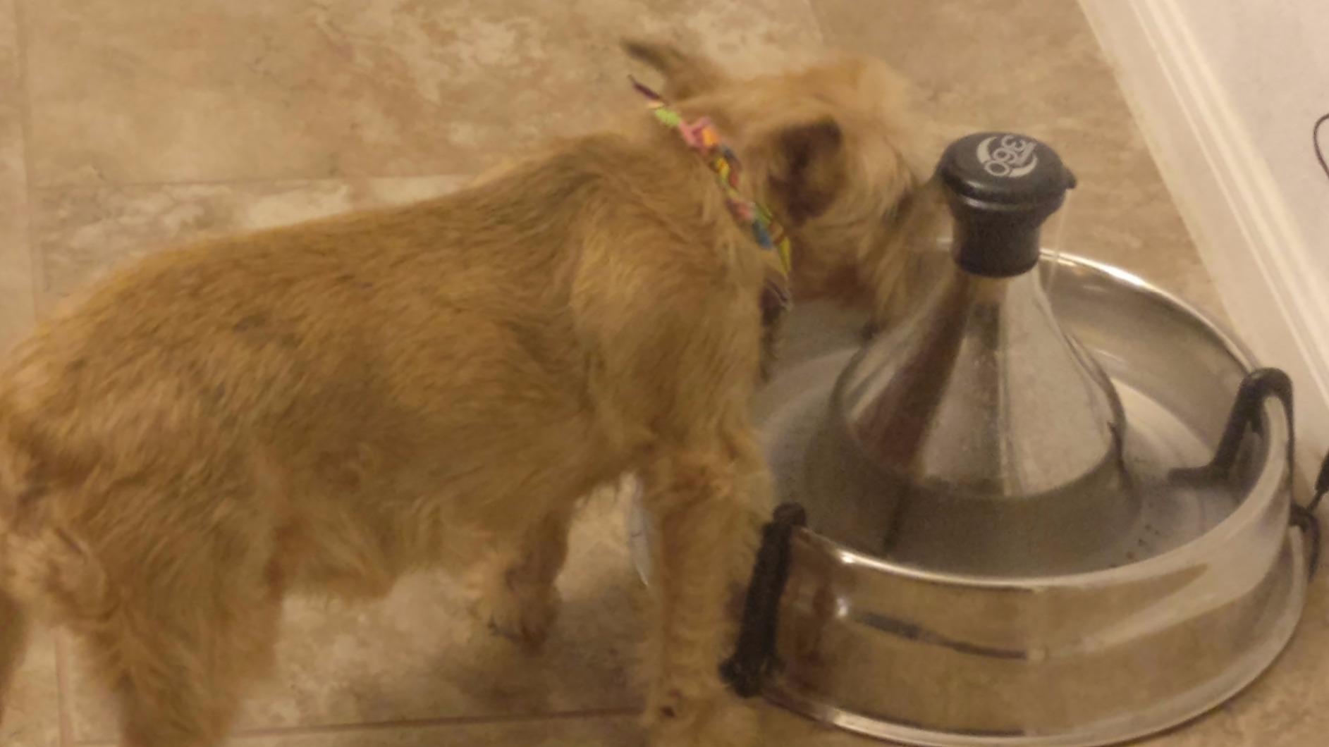 PetSafe Drinkwell Stainless Multi-Pet Fountain, red, 8 lb (PWW00-13705) | Customizable 1-5 Water Streams, Rust/Scratch-Resistant Stainless Steel, Carbon and Foam Filters Included customer photo 1