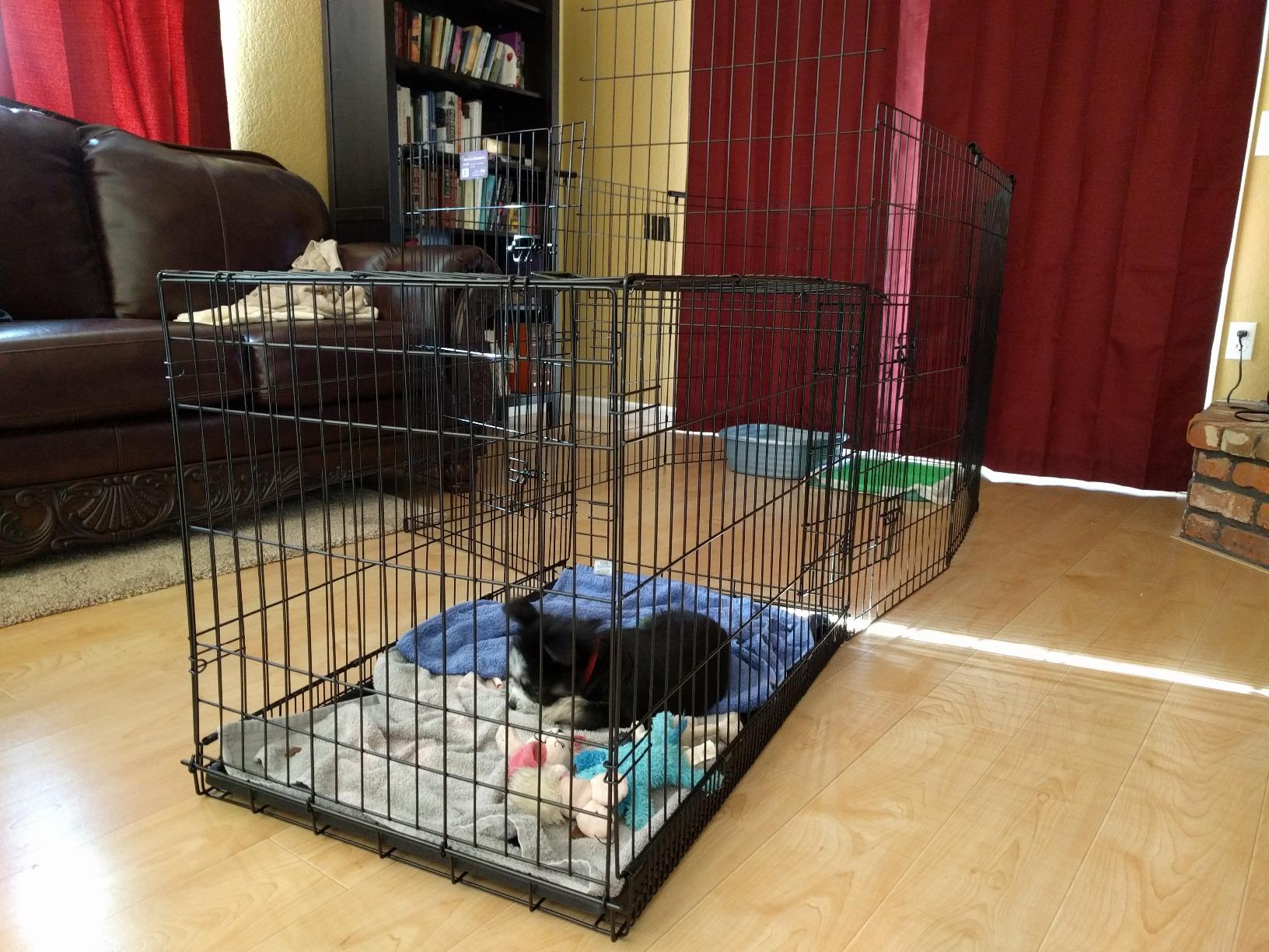MidWest Homes for Pets 24-Inch Exercise Pen, for Indoor and Outdoor Use, 16 Sq Feet of Play, Single Door Folding Dog Pen, with Large Door Opening & Secure Latch, Easy to Set Up, Foldable Dog Playpen customer photo 2