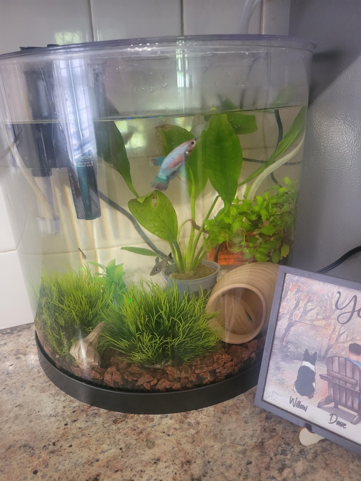 Tetra Half-Moon 3 Gallon Starter Fish Tank Kit | Aquarium Kit Includes Bubbling LED Air Stone, 3 Gallon Acrylic Tank, Filter & Cartridge, Air Pump customer photo 1