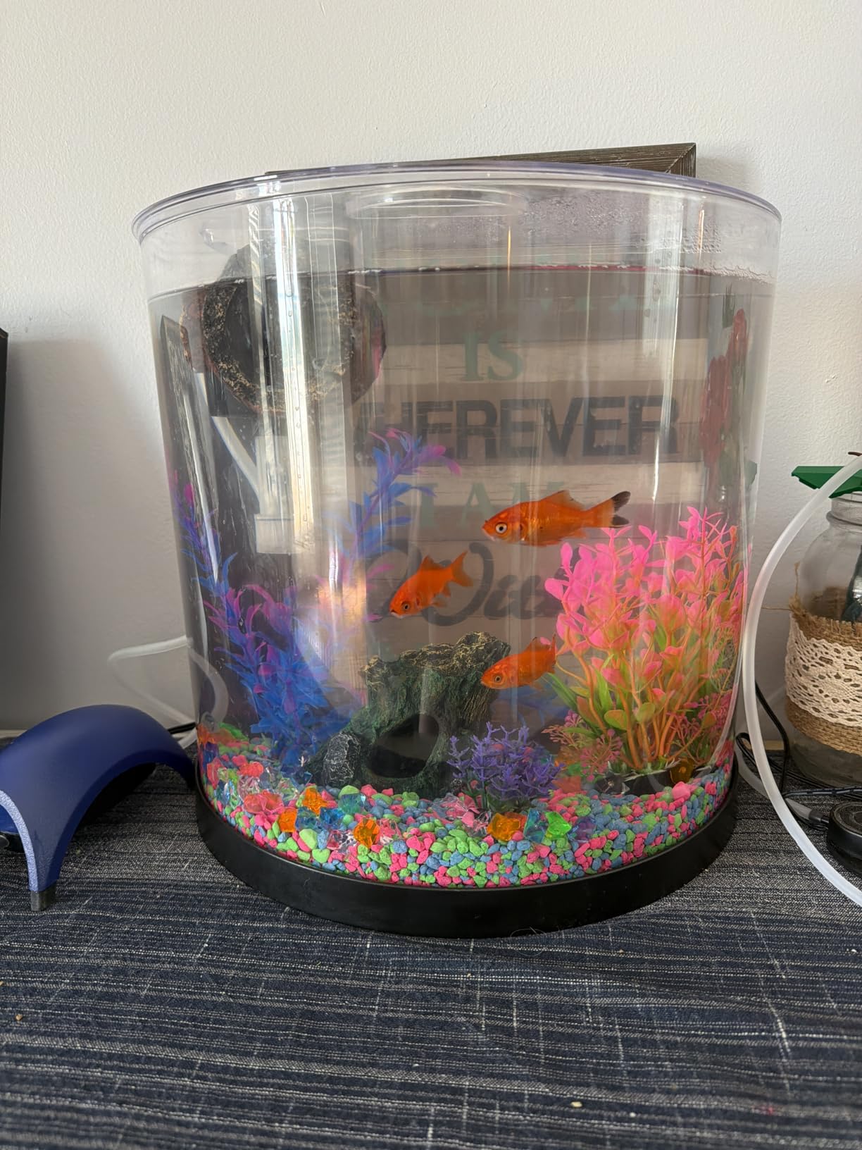 Tetra Half-Moon 3 Gallon Starter Fish Tank Kit | Aquarium Kit Includes Bubbling LED Air Stone, 3 Gallon Acrylic Tank, Filter & Cartridge, Air Pump customer photo 2