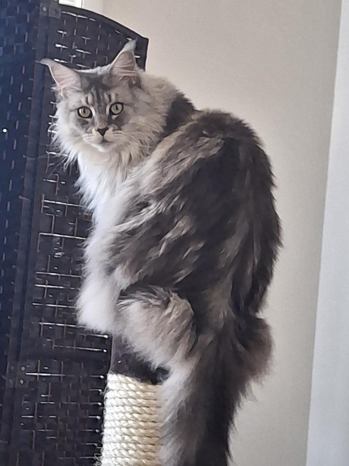 MidWest Homes for Pets Feline Nuvo Grand Forte Scratching Post, 41 Inches Tall, Heavy-Duty Sisal Post with Wide Base, Thick Brown Faux Fur, for Large and Multi-Cat Households customer photo 1