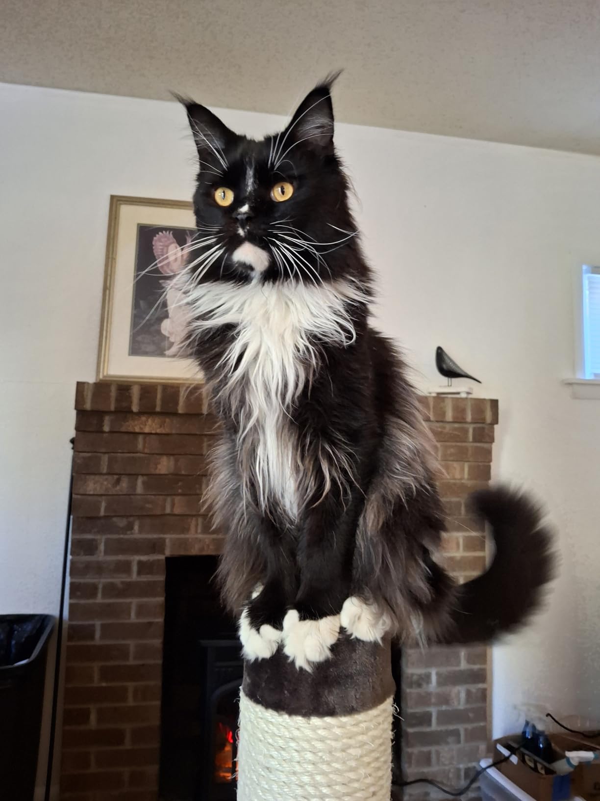 MidWest Homes for Pets Feline Nuvo Grand Forte Scratching Post, 41 Inches Tall, Heavy-Duty Sisal Post with Wide Base, Thick Brown Faux Fur, for Large and Multi-Cat Households customer photo 2