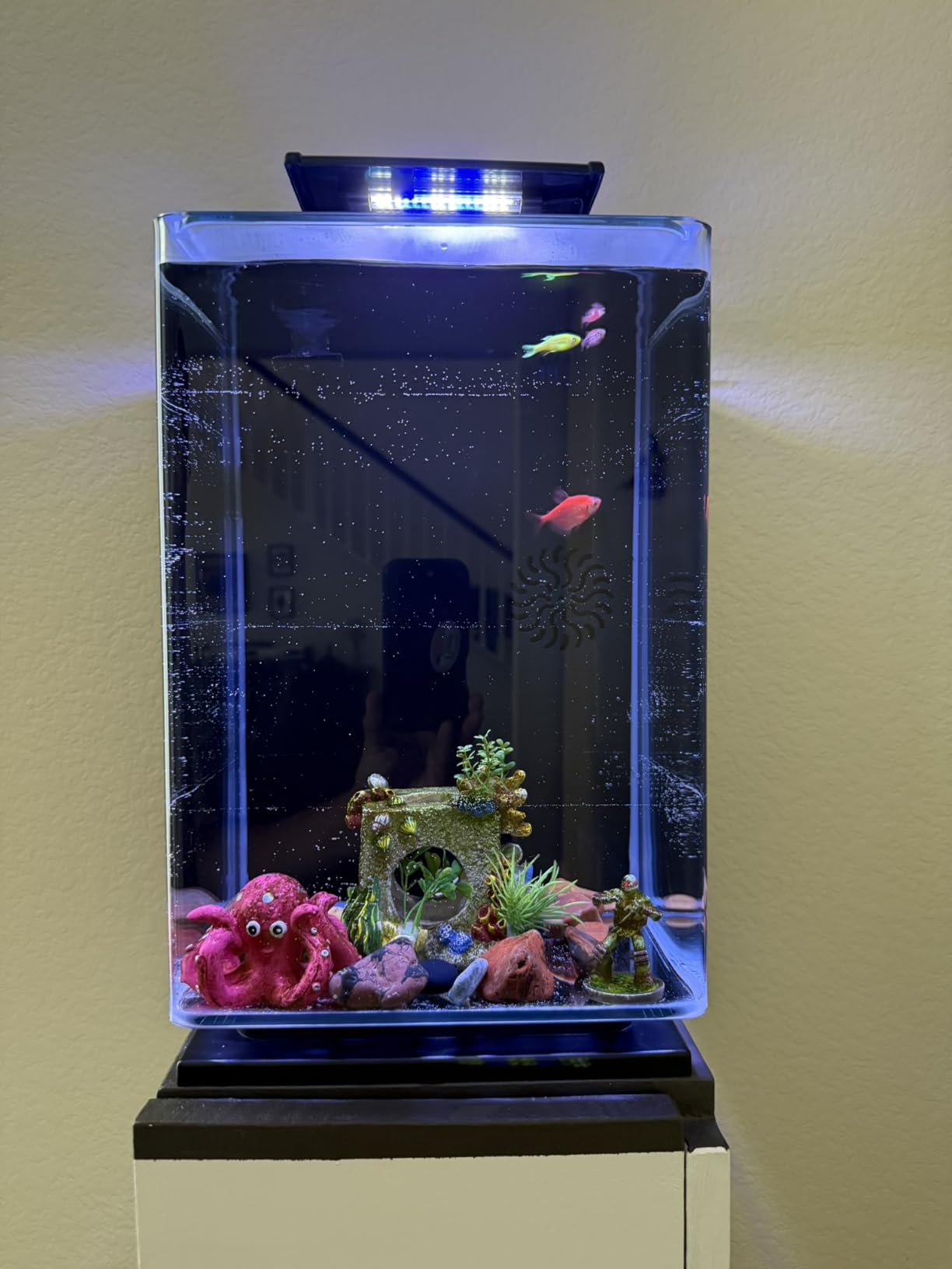 Marineland Portrait Glass LED Aquarium Kit, 5 Gallons, Hidden Filtration,Black customer photo 2