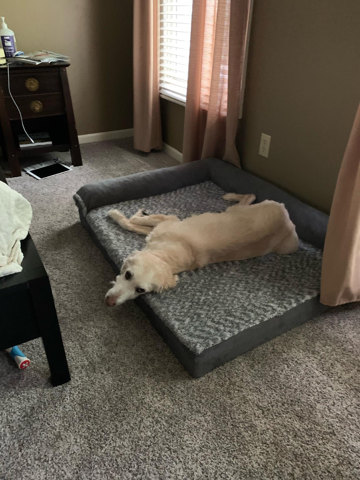 Furhaven Memory Foam Dog Bed for Large Dogs w/ Removable Bolsters & Washable Cover, For Dogs Up to 95 lbs - Two-Tone Plush Faux Fur & Suede L Shaped Chaise - Stone Gray, Jumbo/XL customer photo 2