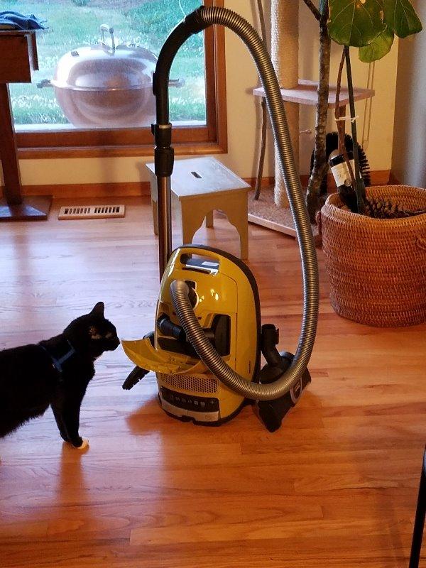 Miele Complete C3 Calima Bagged Canister Vacuum Cleaner with Turbobrush floorhead, Curry Yellow customer photo 1