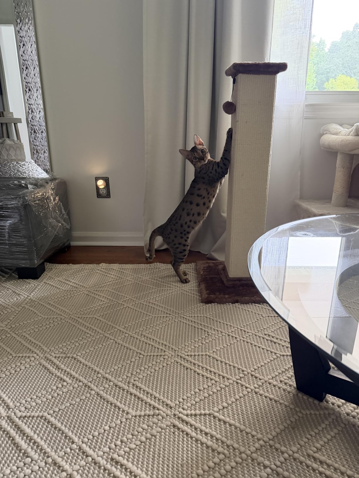 Amazon Basics Sturdy Cat Scratching Post for Indoor Cats & Kittens, Classic Single Post with Sisal Rope, Jute Fiber, Wood Base, Large (35.4