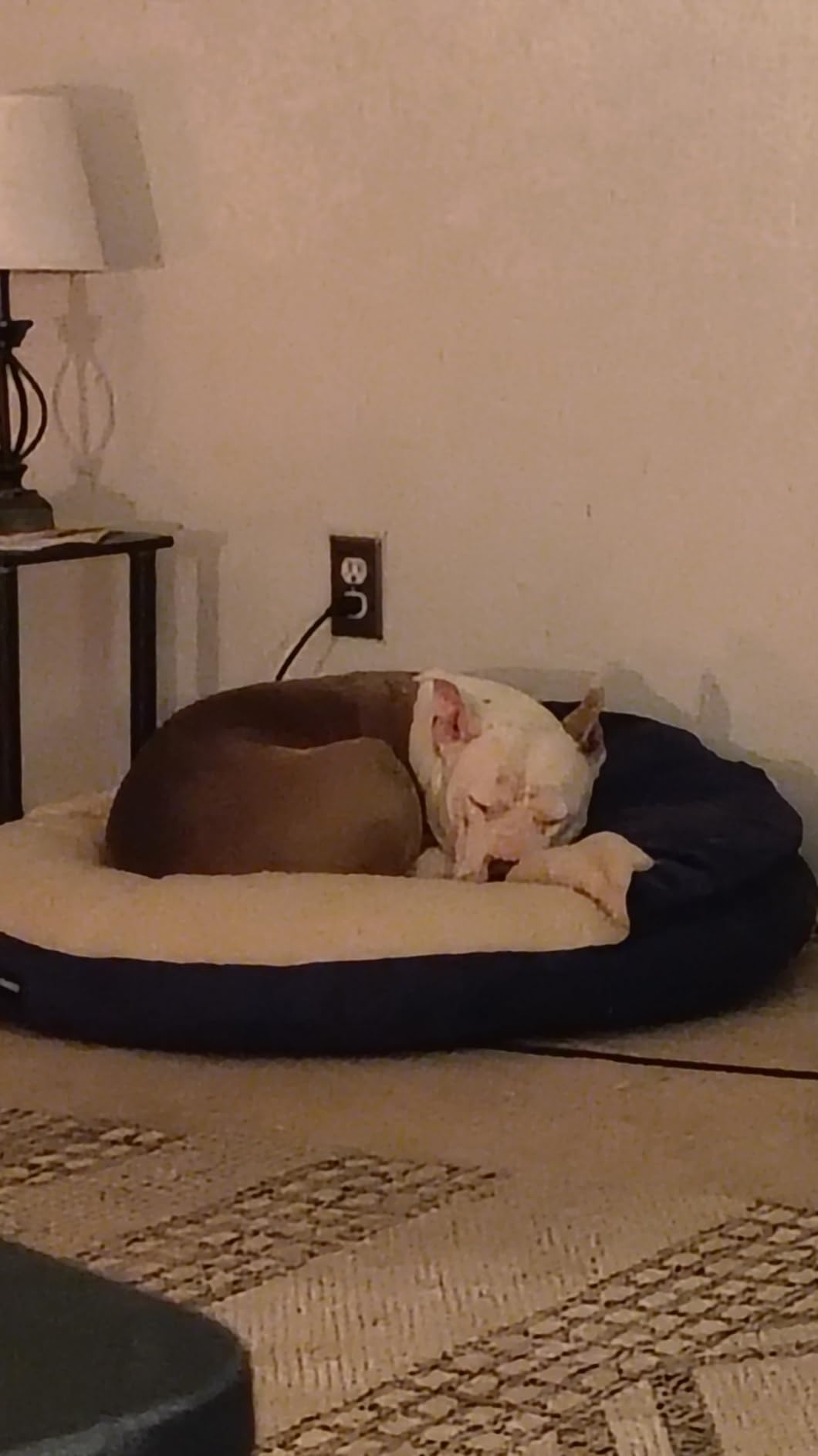 AmazonBasics Anti-Anxiety Calming Burrow Pet Cave Bed for Small and Medium Dogs, with Removable Nesting Cave Cover, Fits up to 35lbs Pets, 30 x 30 x 12.5 inches, Blue customer photo 2