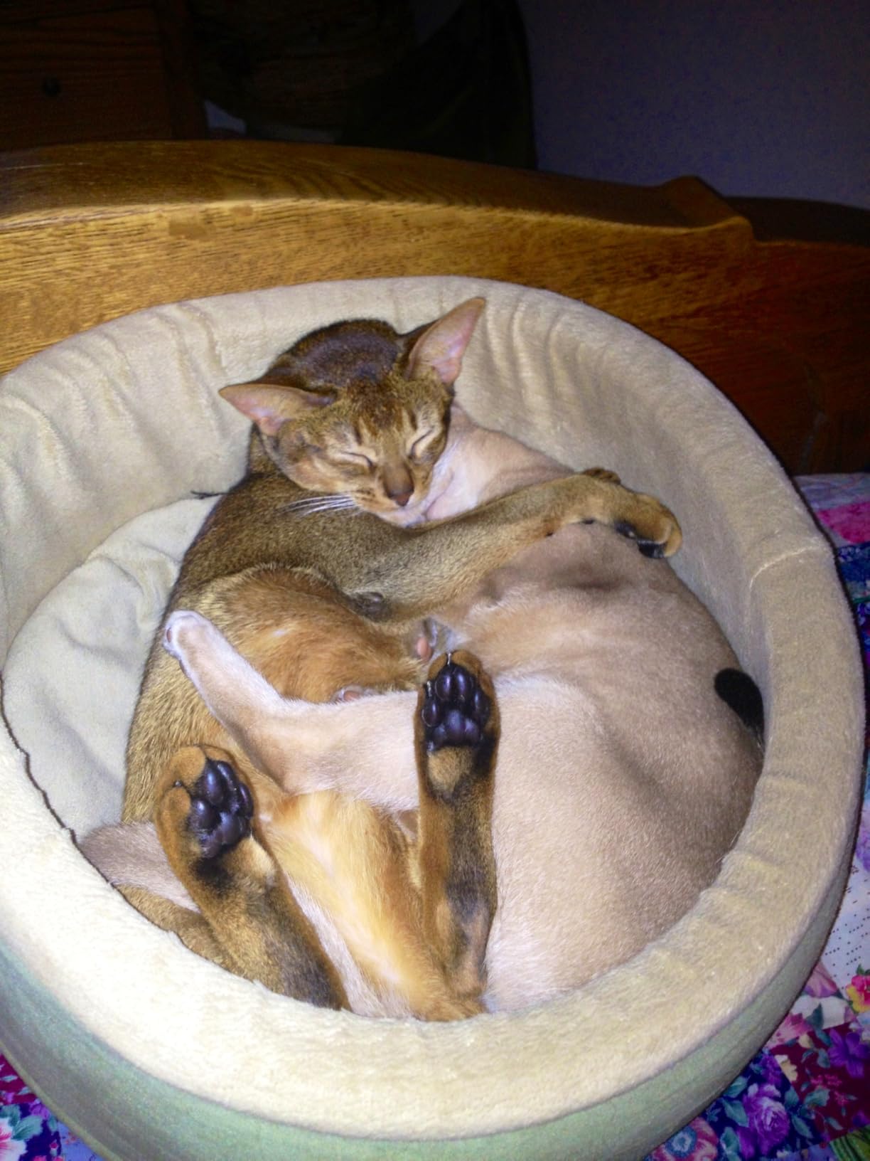K&H Pet Products Thermo-Kitty Bed Heated Cat Beds for Large Indoor Cats & Dogs, Calming Warming Pillow Pet Bed, Machine Washable, Removable Heater, Safety Listed - Large 20