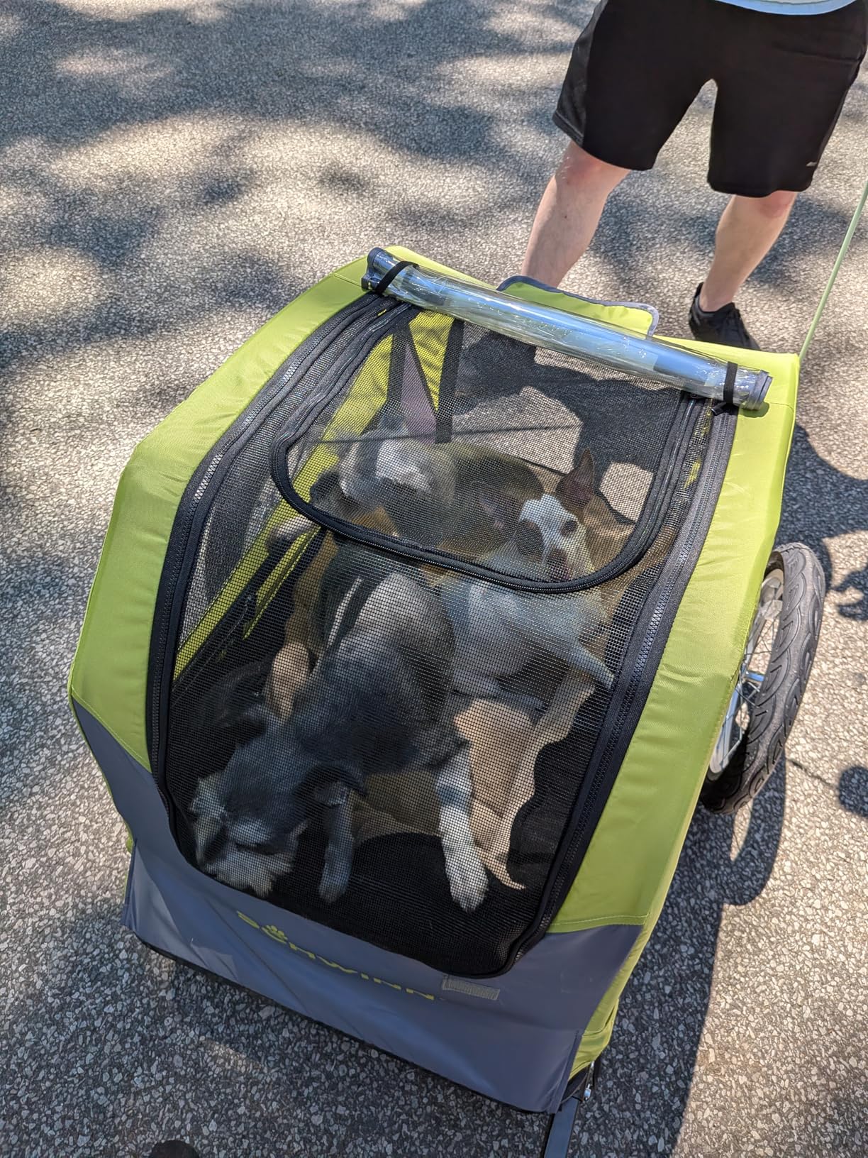 Schwinn Rascal Plus Pet Trailer, Holds Pets Up To 100 lb, Universal Coupler, Folding Frame, Quick-Release Wheels, Rear Doggy Door, Built-In Leash, Washable Liner, Bug Screen customer photo 1