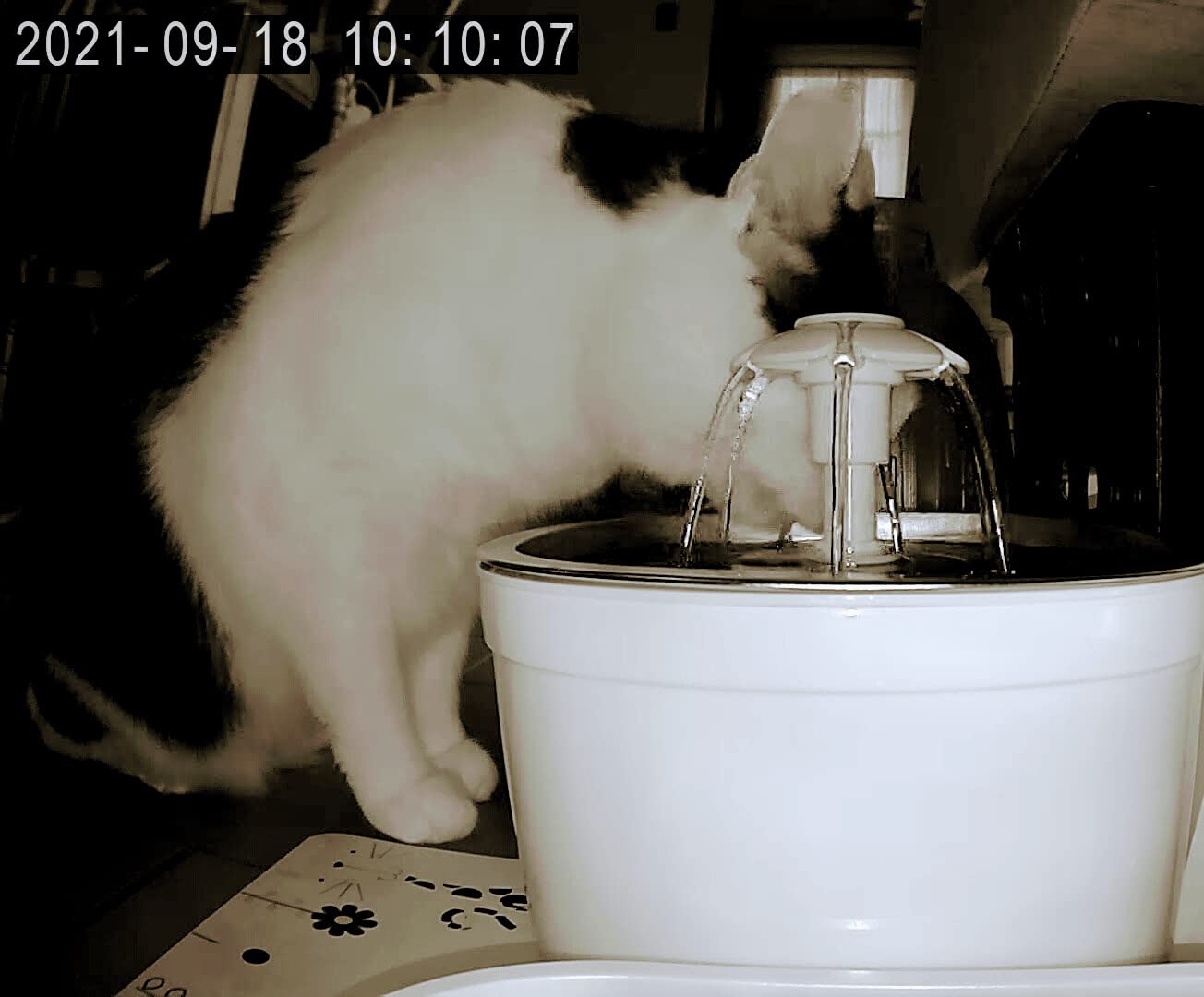 Wonder Creature Cat Water Fountain Stainless Steel, 81oz/2.4L Cat Fountain with Water Level Window and LED Light for Water Shortage Alert, Cat and Dog Fountain with 3 Filters and 1 Mat customer photo 2