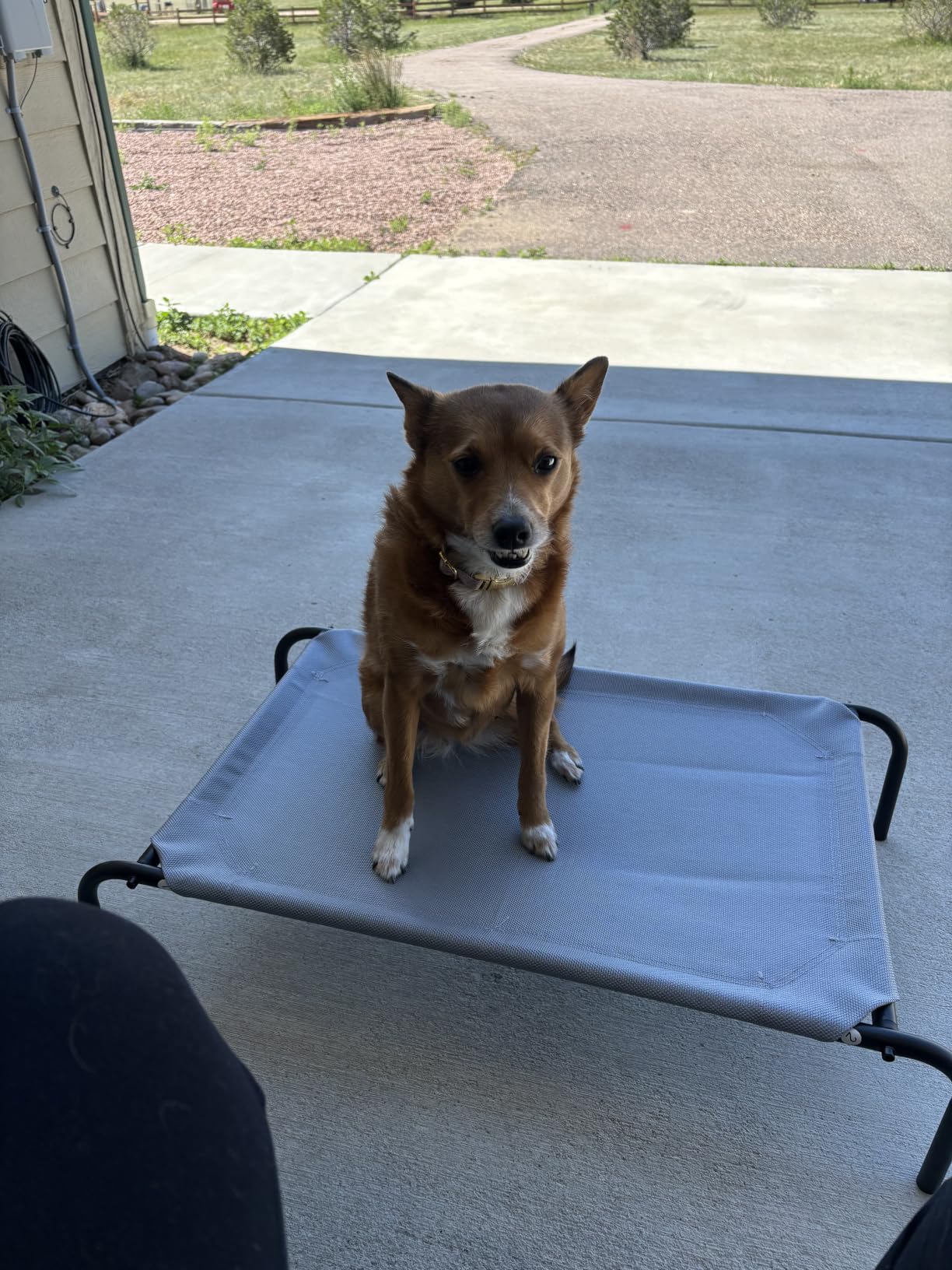 Heavy Duty Steel-Framed Portable Elevated Pet Bed, Elevated Cooling Pet Cot, 43.5