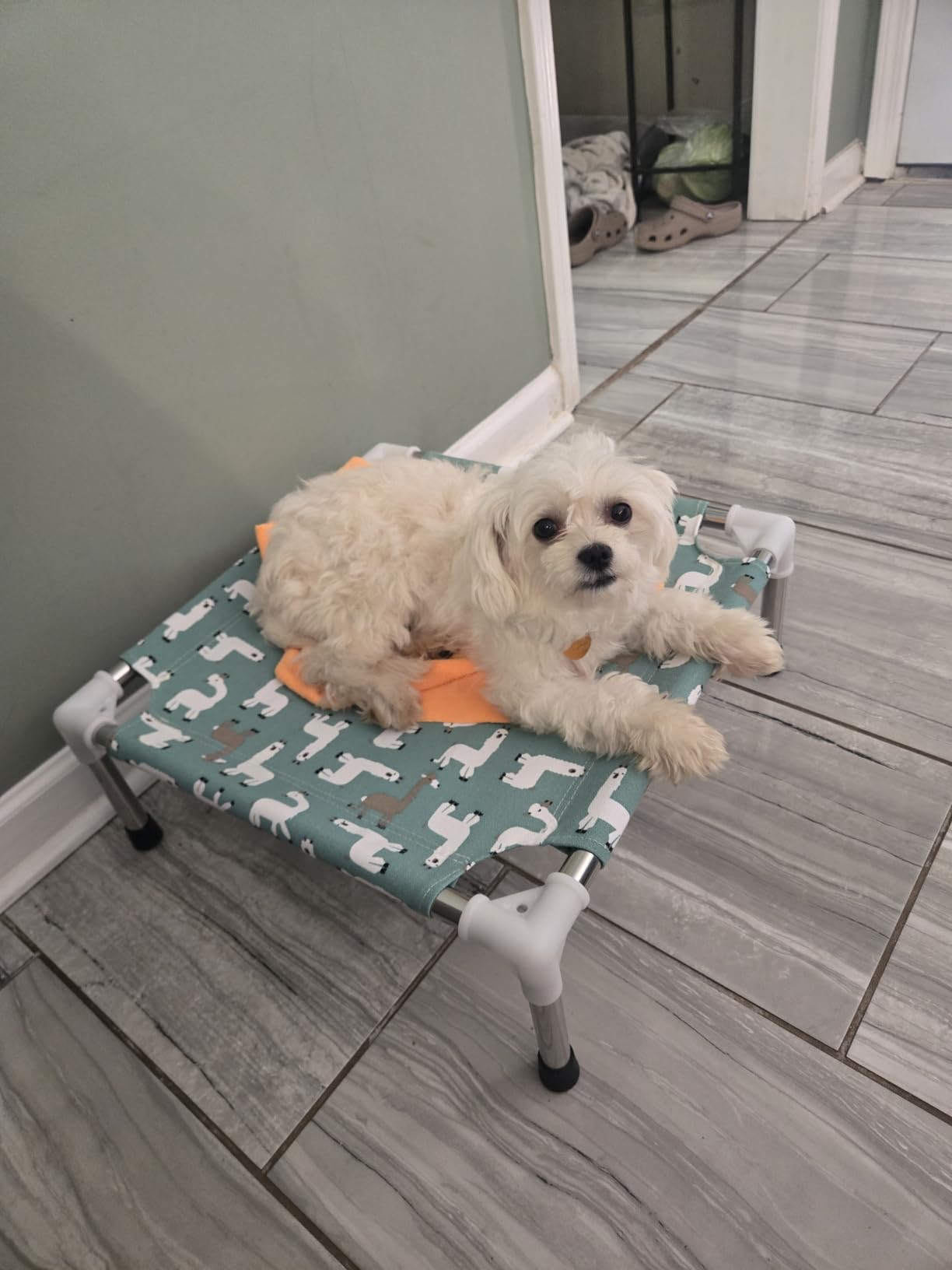 Elevated Dog Bed Pet cot for Small Dogs, Indoor and Outdoor Use | Alpaca Print, Breathable Fabric, Stainless Steel Frame, Anti-Slip Feet customer photo 2