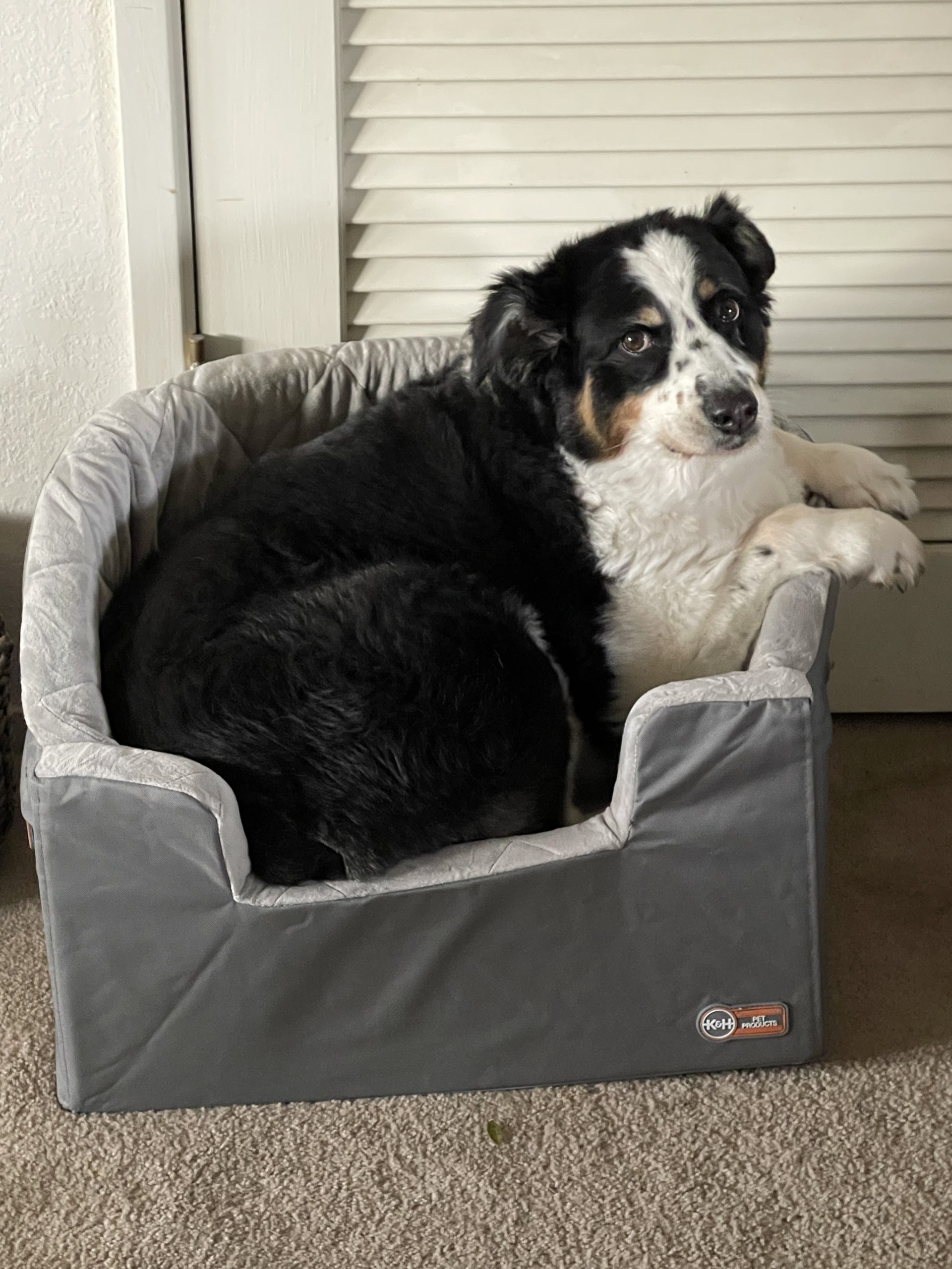 K&H Dog Car Seat, Bucket Booster for Small to Medium Pets, L Black/Cream | Collapsible Dog Car Seats for Small Dogs. Seat Belt Secured, 2 Safety Leashes, Washable Covers customer photo 2