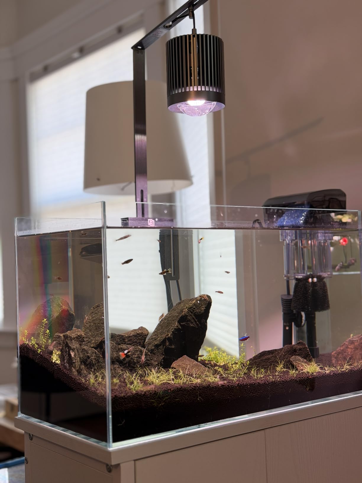 LAQUAL 10 Gallon Ultra Clear Glass Fish Tank, Rimless Low Iron Aquarium for Betta/Nano/Goldfish/Snail/Shrimp customer photo 2