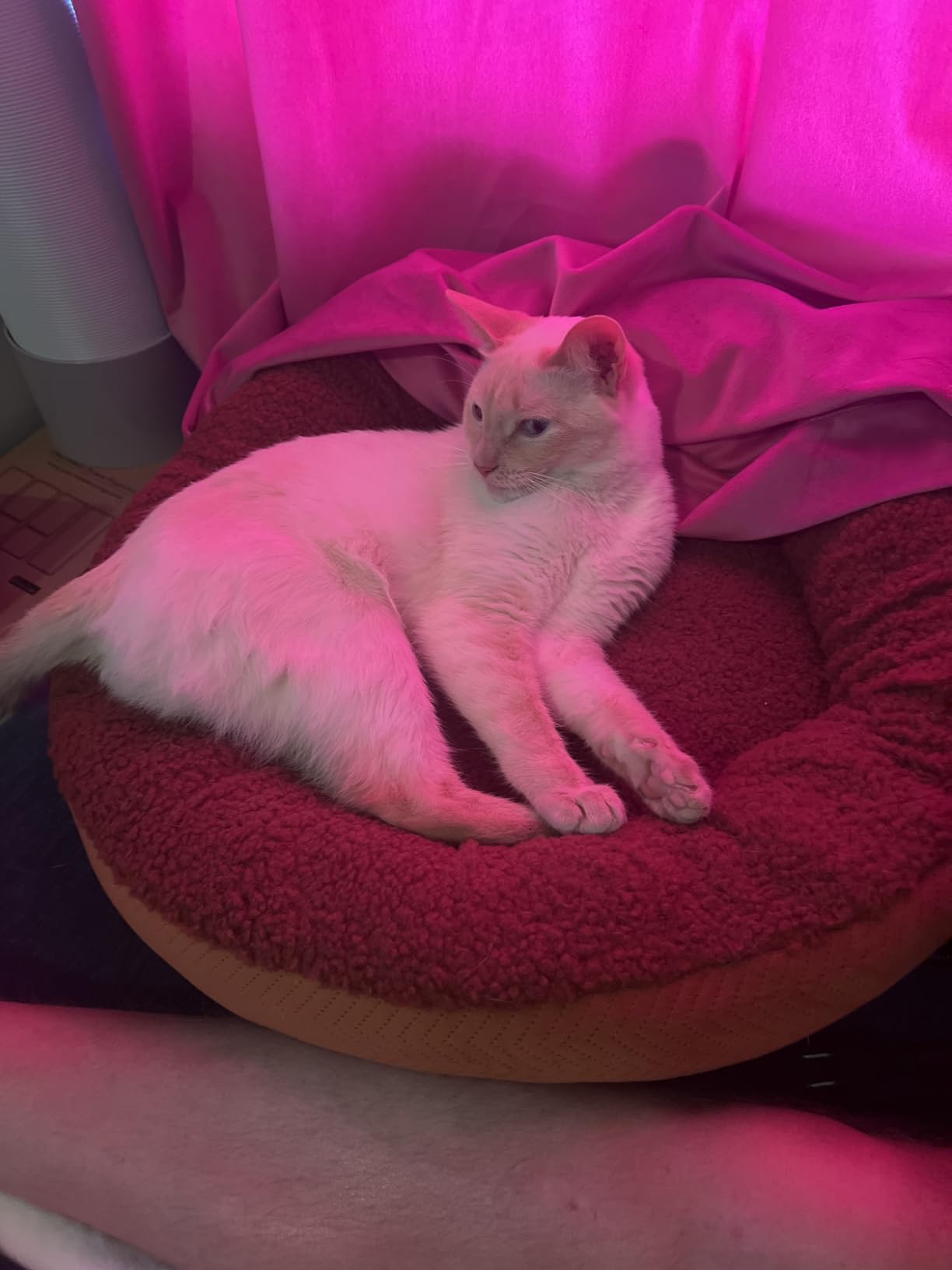 Heated Pet Beds for Indoor/Outdoor Cat & Dog Orthopedic Foam Warming Cat Beds Auto Temperature Control, Washable Cover with Waterproof Liner Thermo Kitty Electric Heating Bed customer photo 1