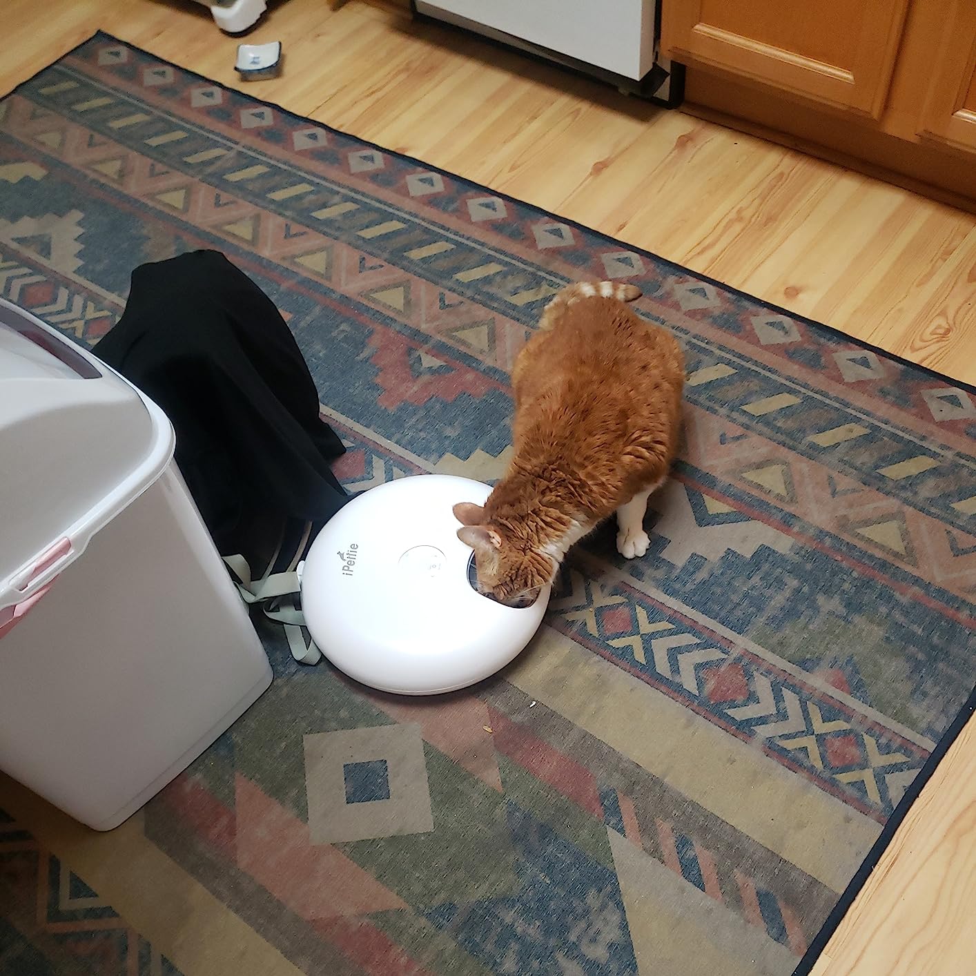 iPettie Donut Frost 6 Meal Cordless Automatic Pet Feeder with Two Ice Packs | Dry & Wet Food Automatic Cat Feeder, Rechargeable Massive Battery, Programmable Timer, Classic White customer photo 1
