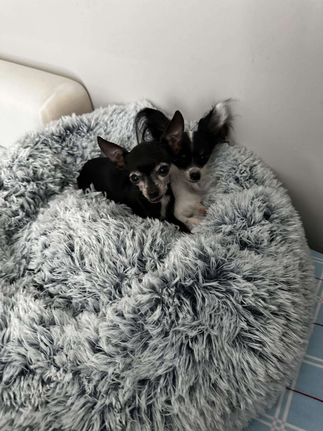 JOLLYVOGUE Small Dog Bed, Calming Soft Anti-Anxiety Donut Cat Bed, Washable Round Fluffy Cushion for Small and Medium Pets (20