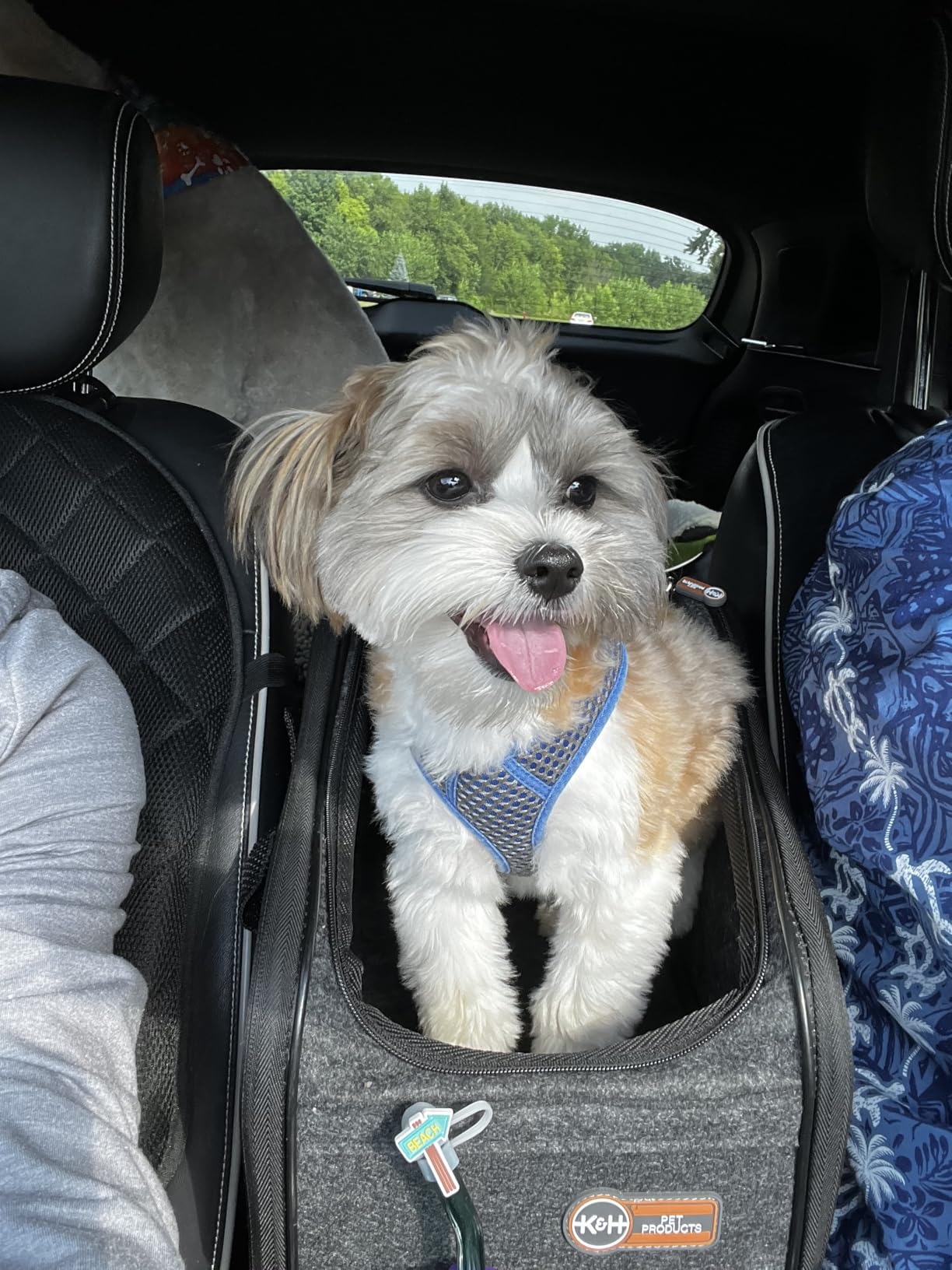 K&H Dog Car Seat, Portable Pet Center Console Seat, for Pets Under 8 lbs | Secure Armrest Booster Cat Carrier with Safety Tether, Zippered Enclosure, 2 Pockets, Washable Plush Pad, Charcoal customer photo 1