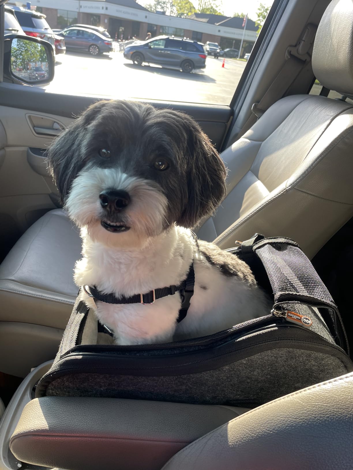 K&H Dog Car Seat, Portable Pet Center Console Seat, for Pets Under 8 lbs | Secure Armrest Booster Cat Carrier with Safety Tether, Zippered Enclosure, 2 Pockets, Washable Plush Pad, Charcoal customer photo 2