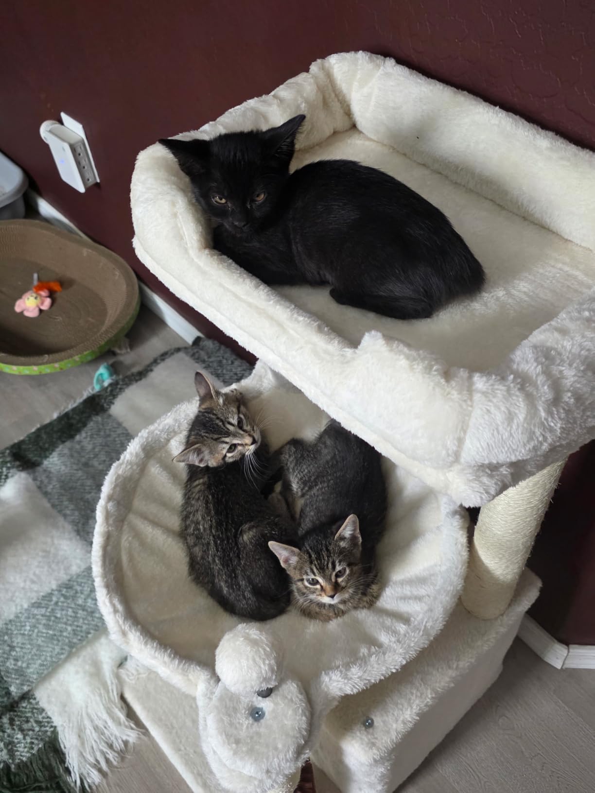 Cat Tree 32 Inches Small Cat Tree for Large Cats Adult Cat Tower with Scratching Post,15.7