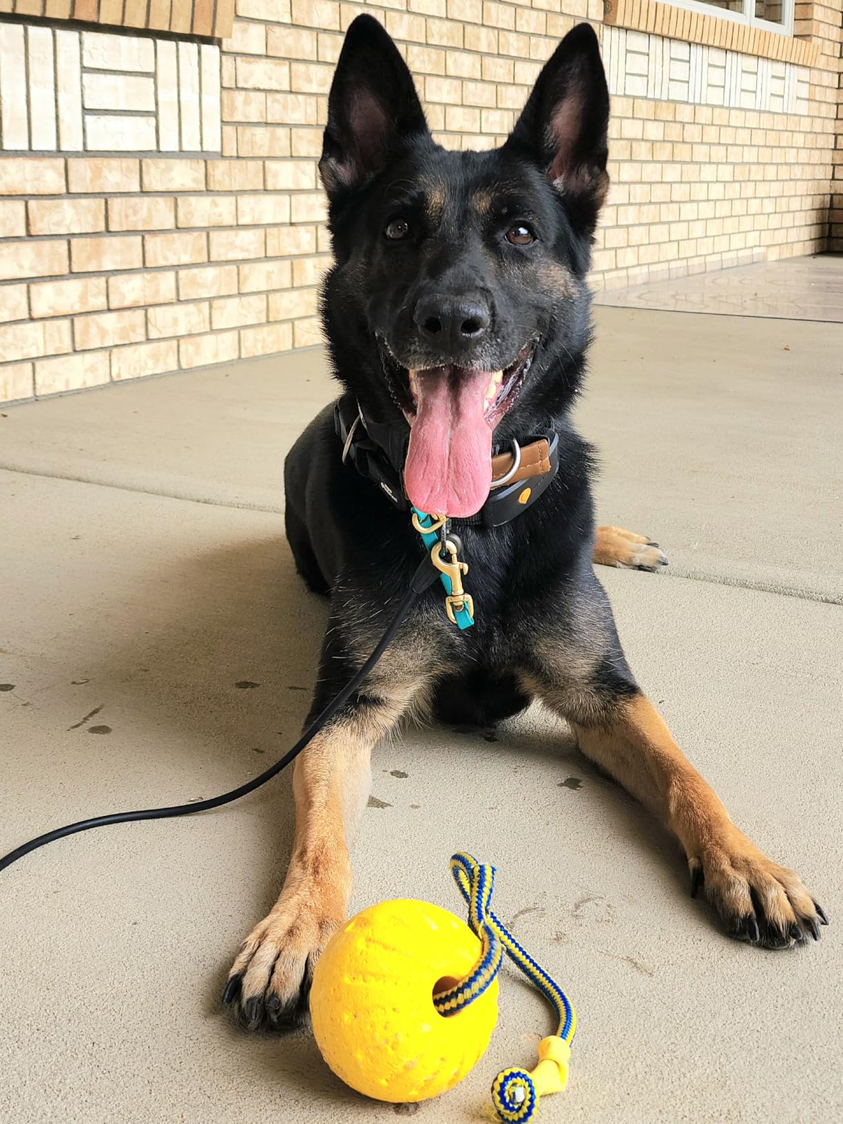 Weenect Dog XT - NEW GPS Collar for Dogs | XL Antenna | Waterproof | Ultra-Durable Integrated Julius-K9 Collar | Subscription Required customer photo 2