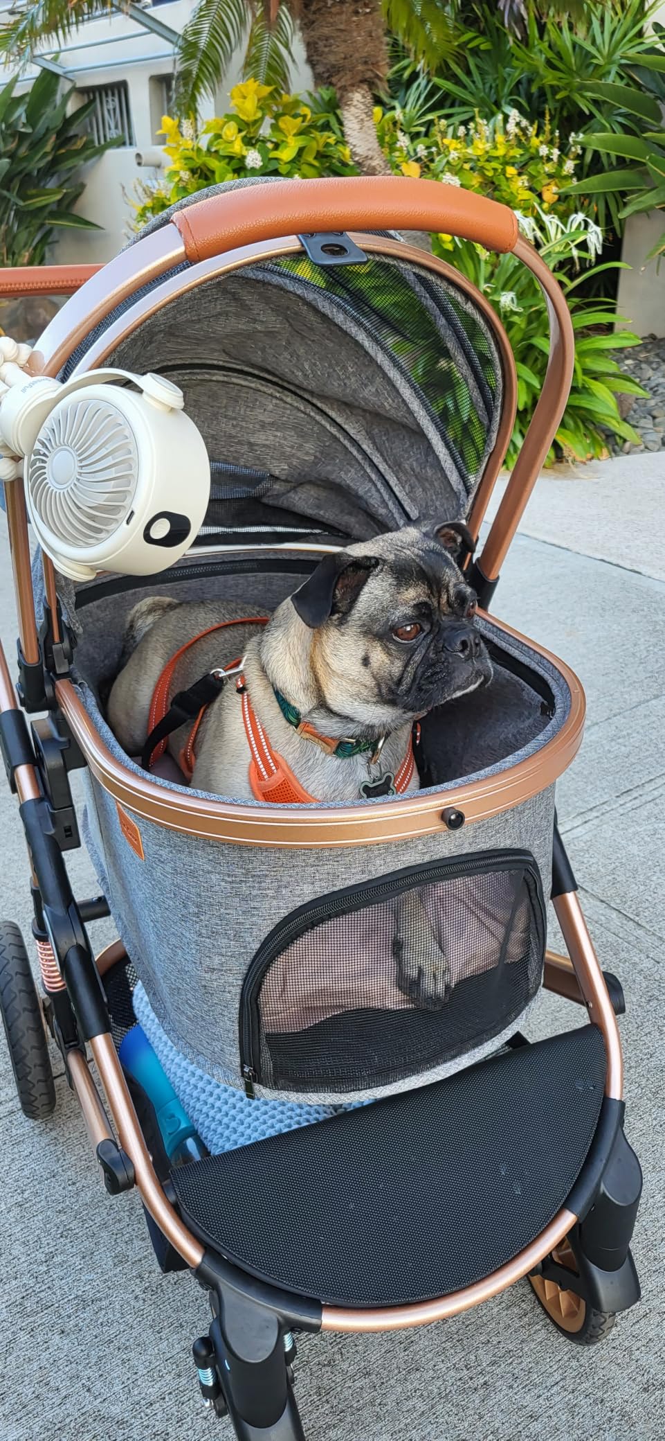 Bicystar Dog Stroller with Detachable Carrier, Rubber Wheels, 50 lbs, Black | 3-in-1 stroller and car seat, real solid rubber wheels, fits 2 small or 1 medium pet, foldable frame customer photo 2