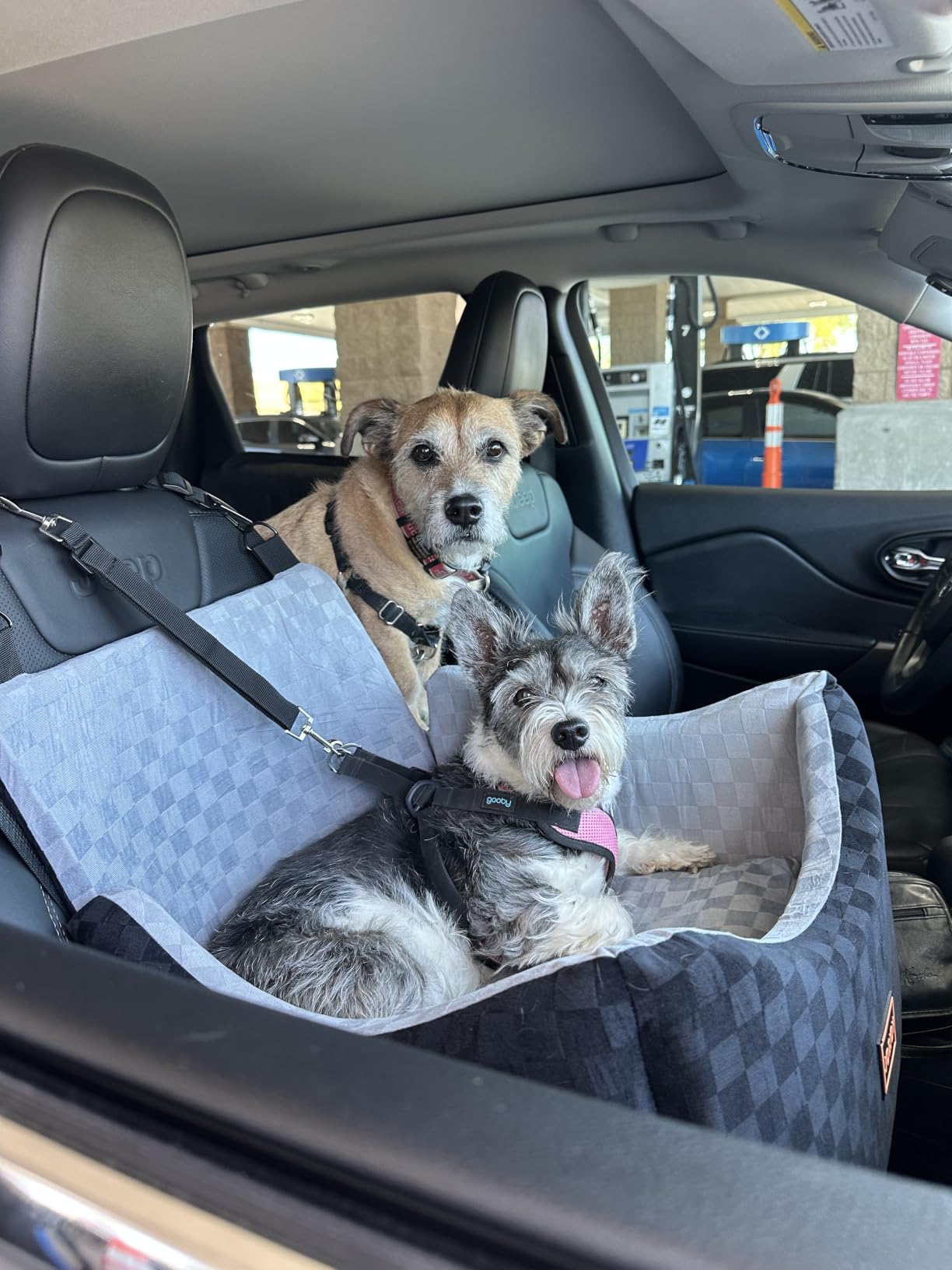 JOEJOY Elevated Dog Car Seat for Small/Medium Dogs up to 35 lbs, Memory Foam Booster Seat with Detachable Washable Cover, Travel-Safe Car Bed with Safety Belts & Storage Pockets, Grey customer photo 2