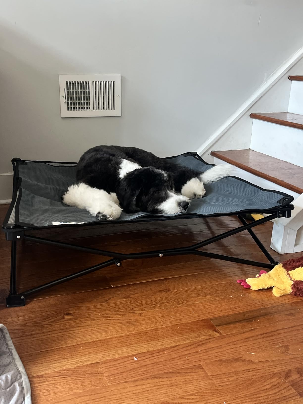 Coolaroo On-The-Go Elevated Dog Bed Kit - Portable & Cooling Travel Cot with HeatShield Fabric for Large Dogs, Lightweight & Compact, Includes Matching Carry Bag & Everglade Green Bonus Cover, Large customer photo 1