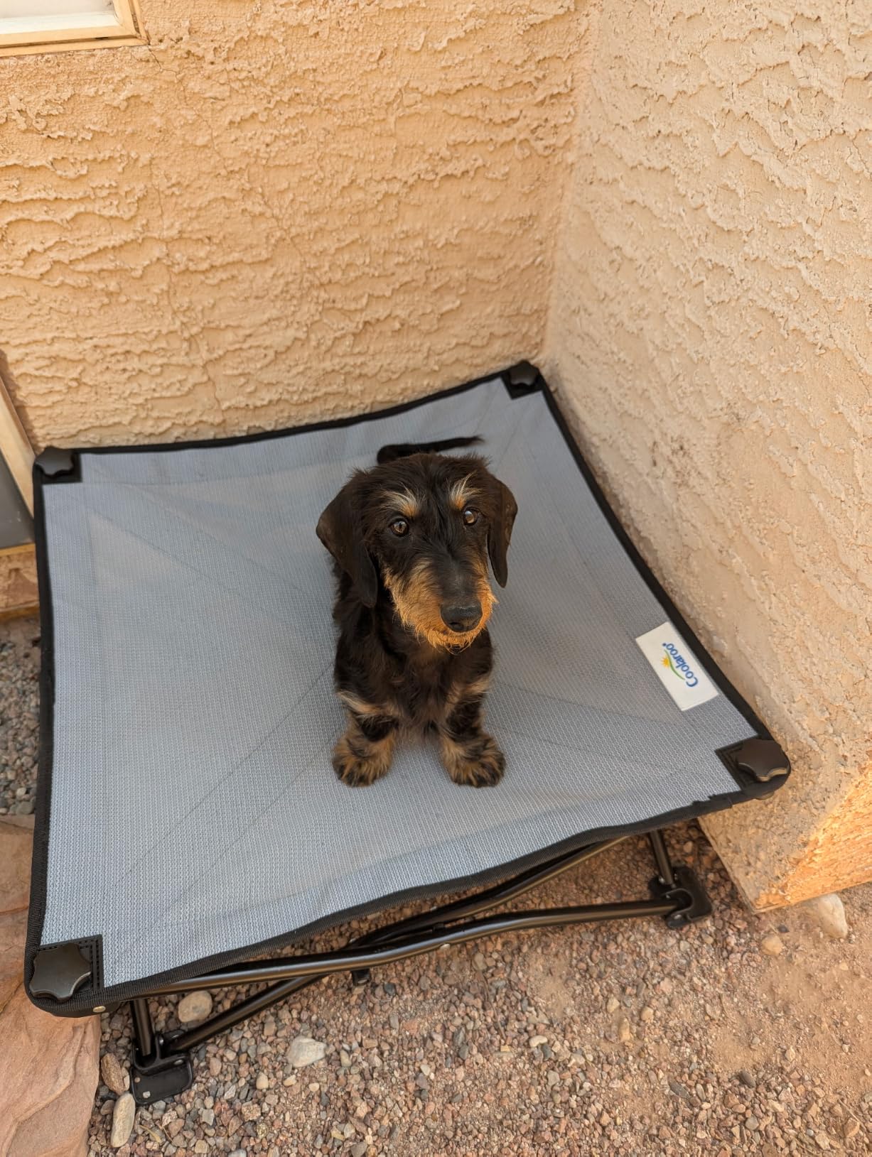 Coolaroo On-The-Go Elevated Dog Bed Kit - Portable & Cooling Travel Cot with HeatShield Fabric for Large Dogs, Lightweight & Compact, Includes Matching Carry Bag & Everglade Green Bonus Cover, Large customer photo 2