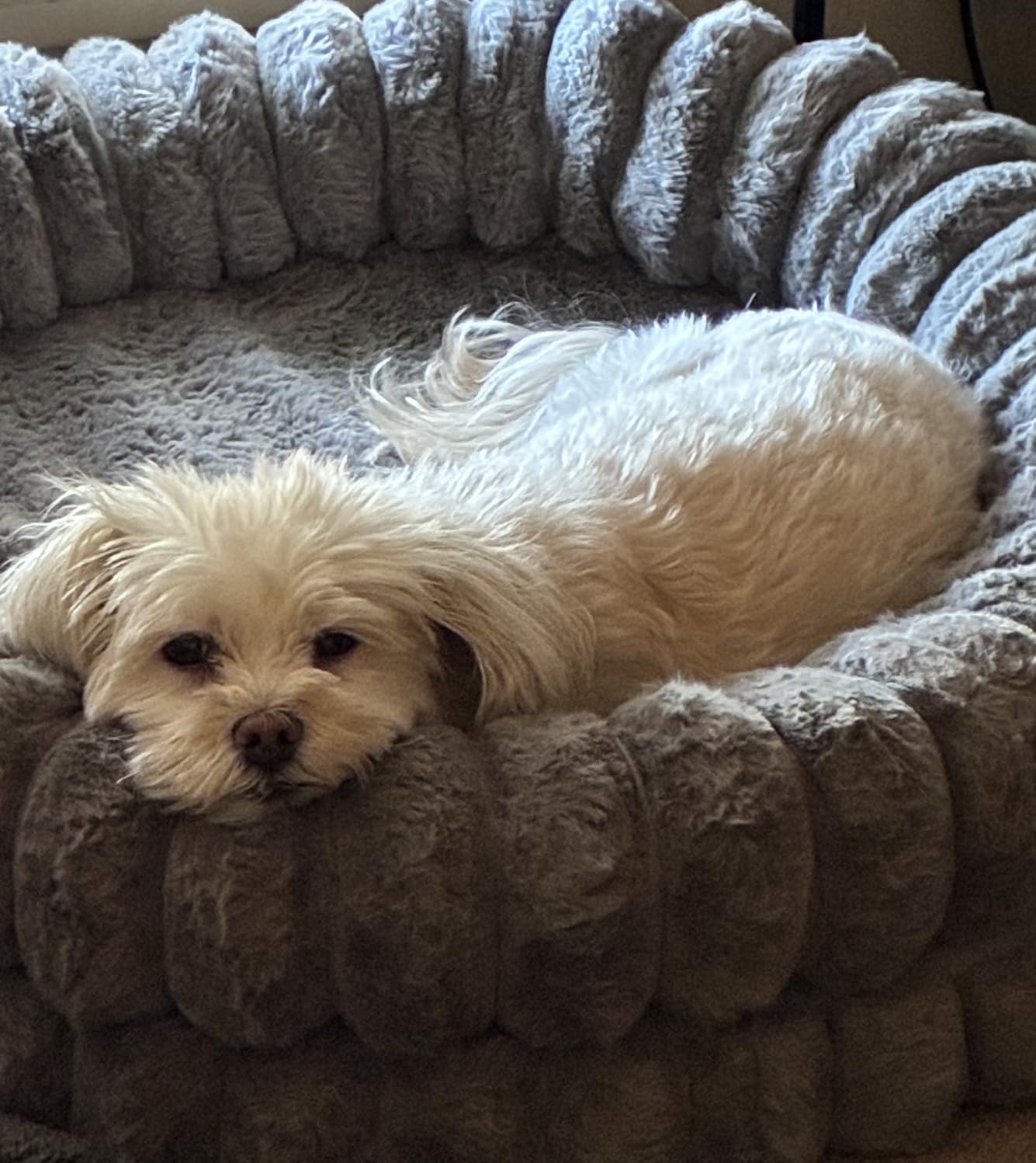 BALANCE Luxury Donut Dog Bed, 30 Inches Round Dog Bed Medium Size Dogs Washable, Orthopedic Calming Dogs Bed for Pets with Anti-Slip Bottom, Oatmeal customer photo 1