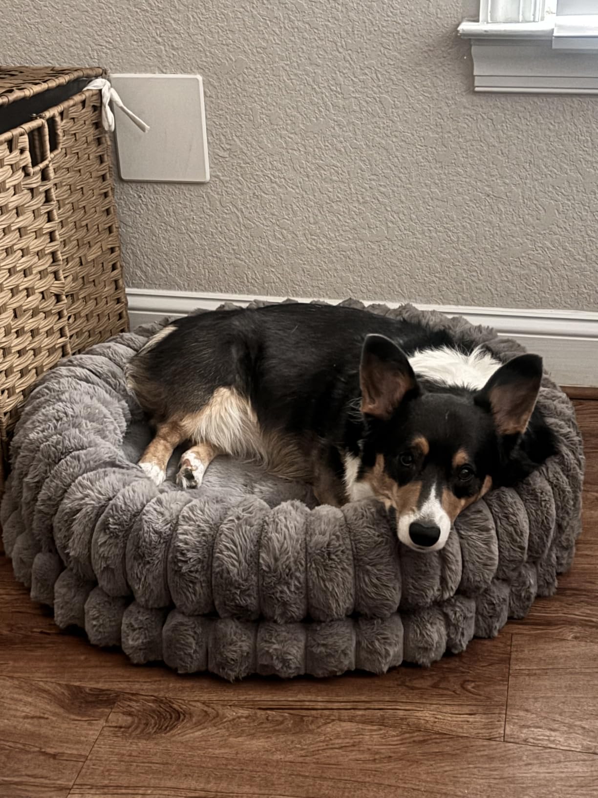 BALANCE Luxury Donut Dog Bed, 30 Inches Round Dog Bed Medium Size Dogs Washable, Orthopedic Calming Dogs Bed for Pets with Anti-Slip Bottom, Oatmeal customer photo 2