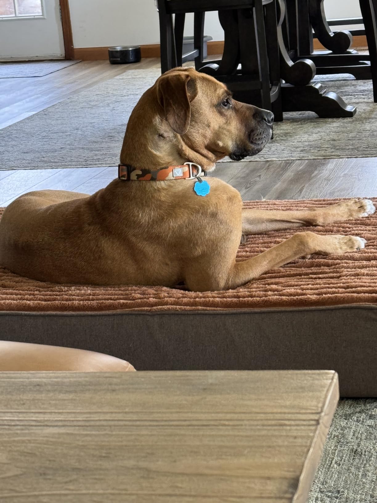 Veehoo Orthopedic Memory Foam Dog Bed for Senior Dogs, 7 Inch Thick XL Dog Bed, Orthopedic Memory Foam, Machine Washable Cover, Waterproof Liner, Non-Slip Bottom, 48x30 Inch, Gray customer photo 1