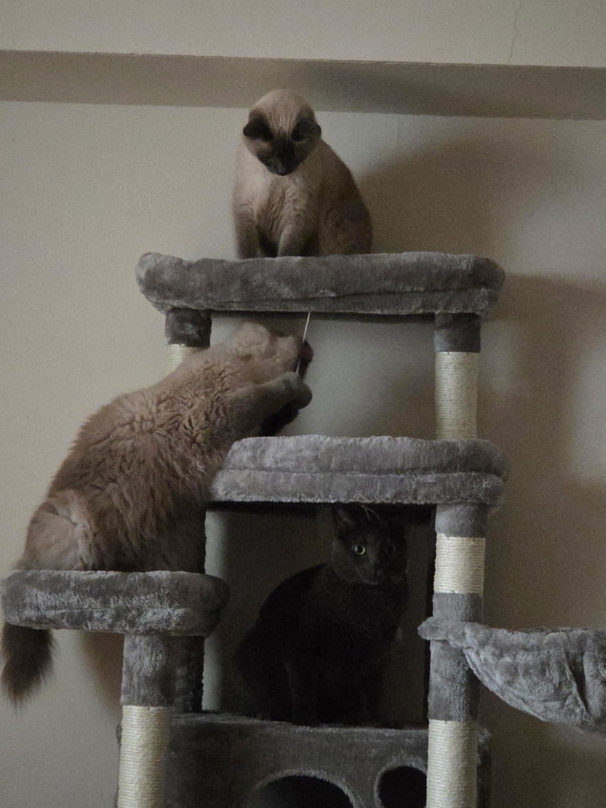 Taoqimiao Heavy-Duty Cat Tree, 71 in Cat Tower for Large Cats 20lbs+ | 3 Giant Multi-Tier Perches, Widened Cat Condo with 9 Scratching Posts, Plush Hammock & Basket, Toys, Light Gray, MS034W customer photo 1
