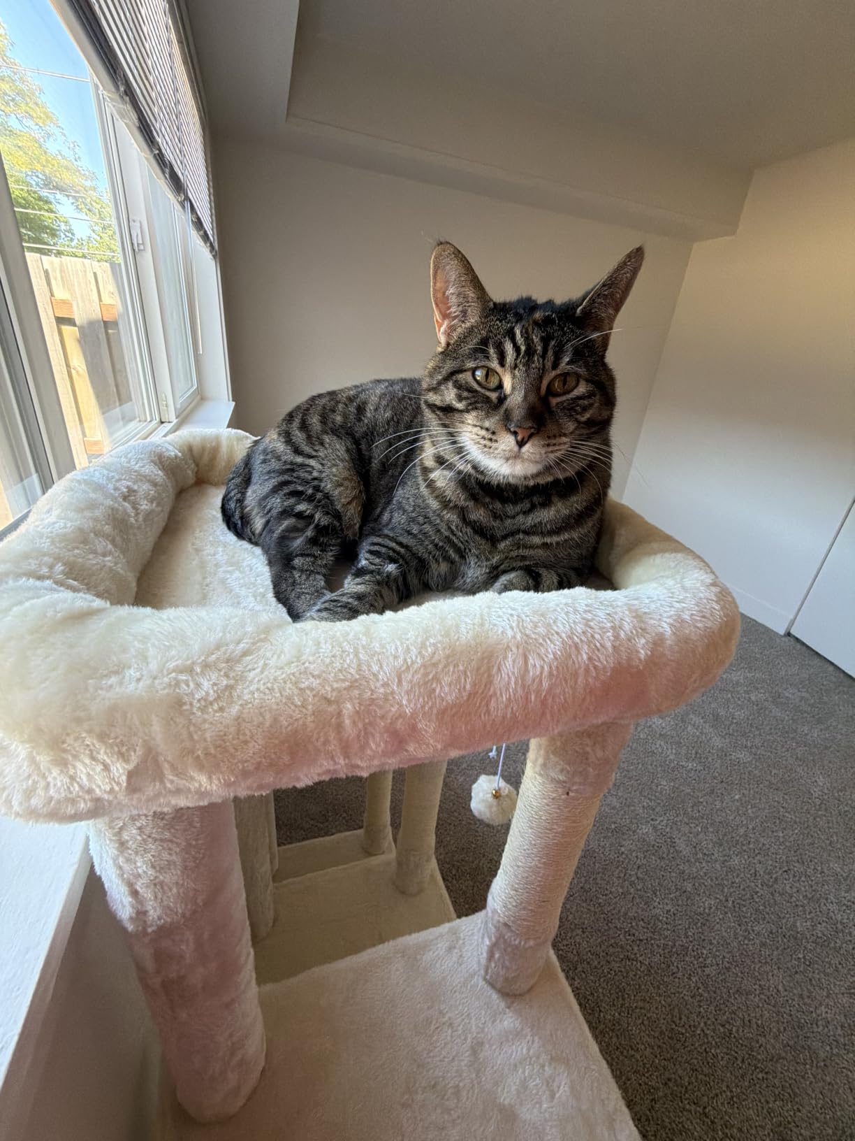 Heybly Cat Tree, 71-Inch Tall Cat Tower for Large Maine Coon Cats HCT037G | Cat Condo Furniture with Extra-Large Baseboard, Multi-Level Platforms, 2 Hammocks and 12 Scratching Posts, Smoky Gray customer photo 1