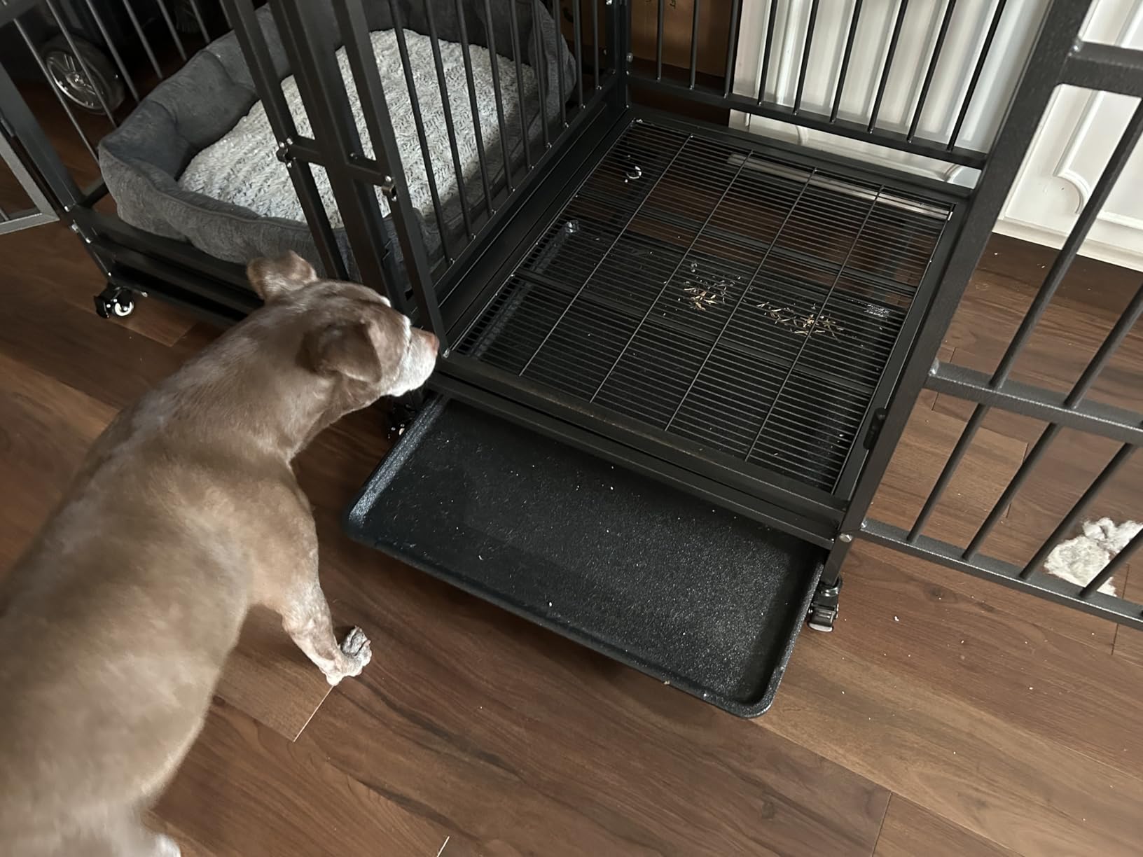 BOLDBONE 54 inch Heavy Duty Indestructible and Escape-Proof Dog Crate Cage Kennel with Divider for 2 Large Dogs, High Anxiety Dog Crate with Removable Wires Trays and Wheels, Extra Large XL XXL customer photo 1