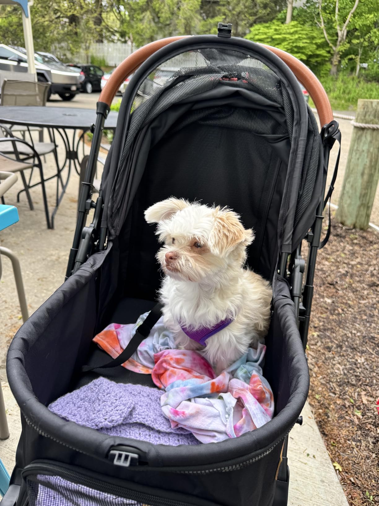 Bicystar Foldable Dog Stroller for Small Medium Dogs & Cats, 45 lbs, Grey | For senior & injured pets, Travel-friendly, All-terrain 4 wheels, Aluminum frame, 42