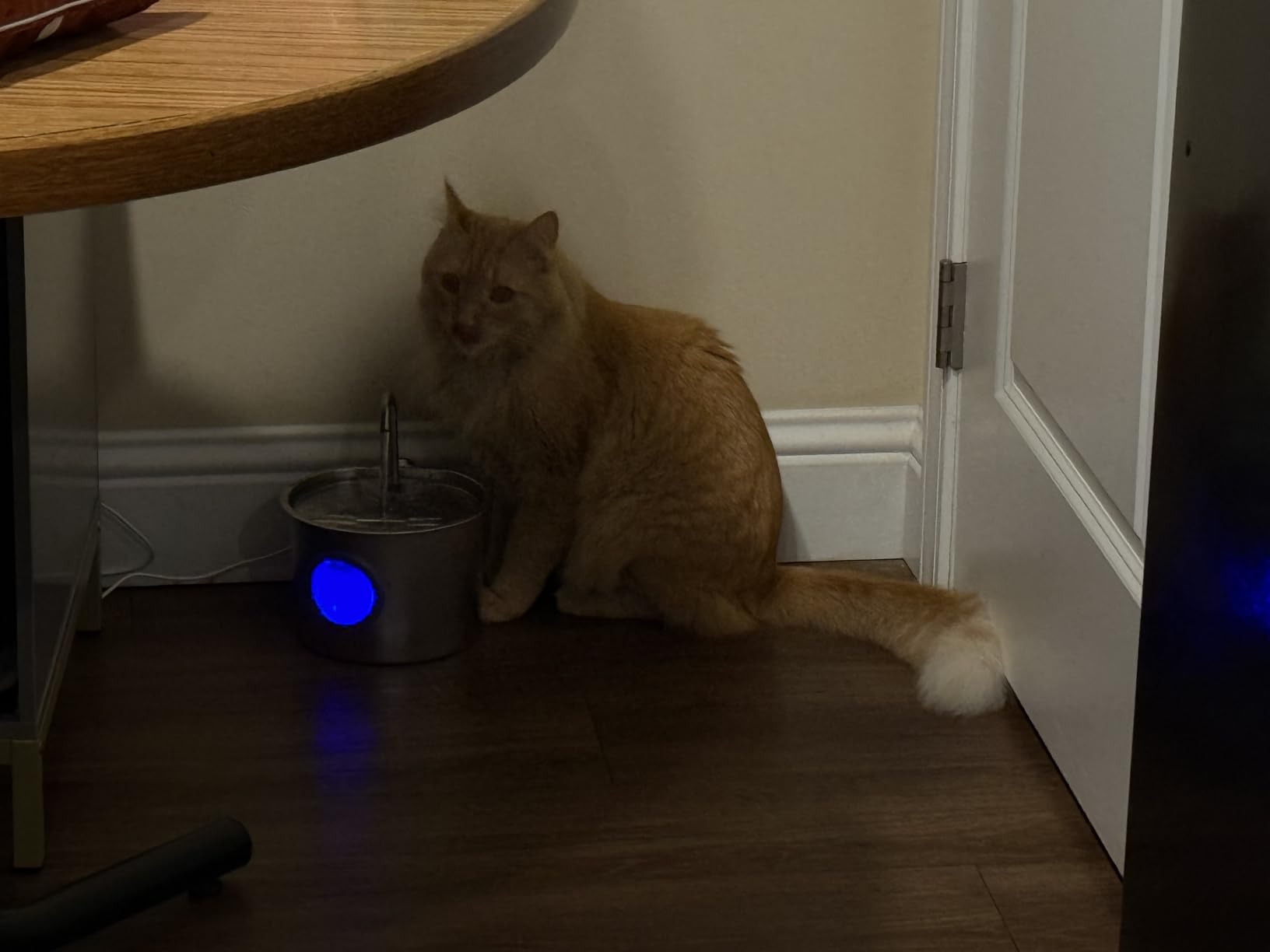 Cat Water Fountain Advanced 304 Stainless Steel 2.2L/74oz with Detachable Tank, Easy to Clean, Automatic Pet Fountain Quiet Cats Water Dispenser, Perfect for Cats Dogs Indoor customer photo 1