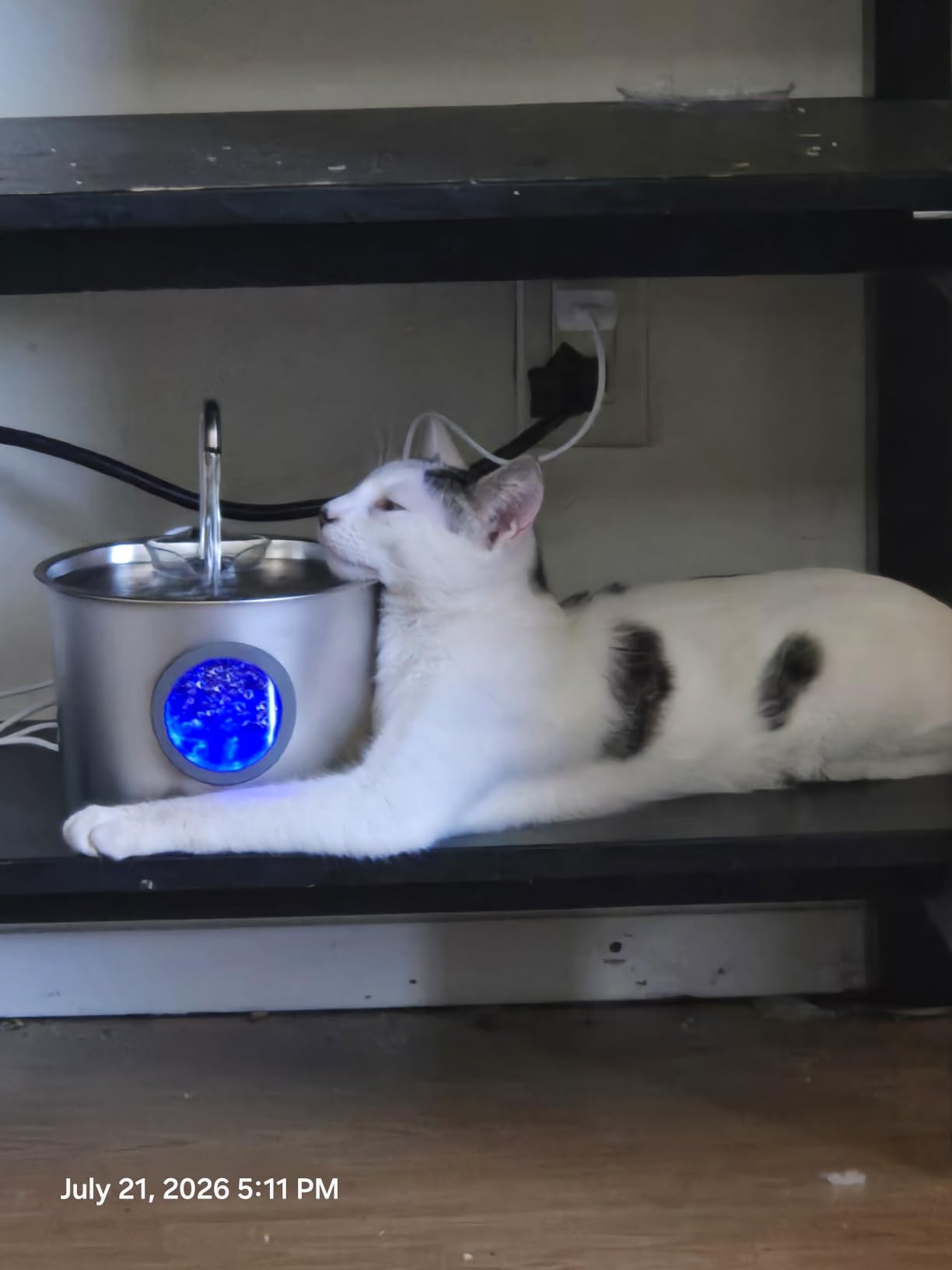 Cat Water Fountain Advanced 304 Stainless Steel 2.2L/74oz with Detachable Tank, Easy to Clean, Automatic Pet Fountain Quiet Cats Water Dispenser, Perfect for Cats Dogs Indoor customer photo 2