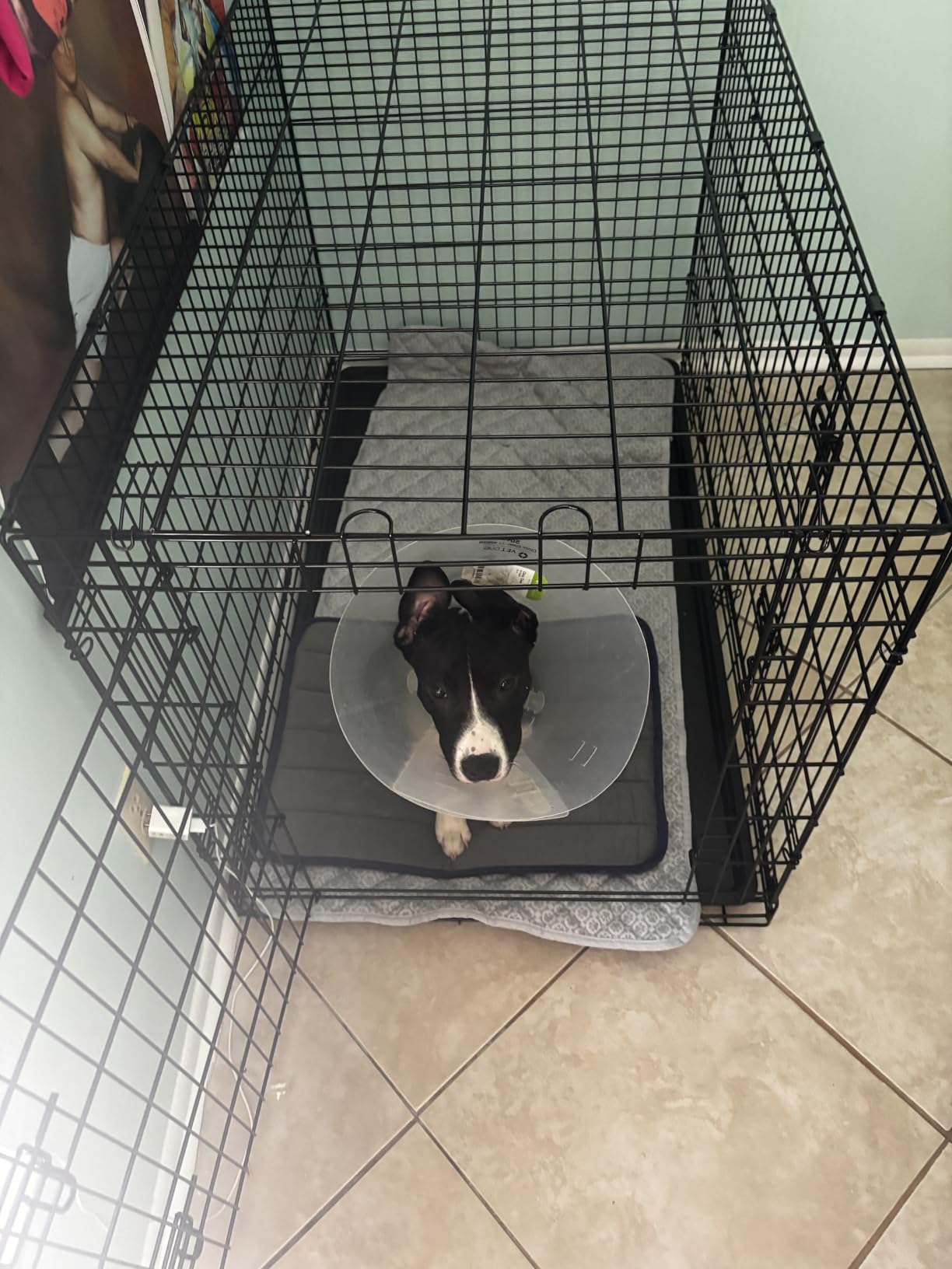 Sweetcrispy Dog Crate 42 Inch, Medium Large Dog Cage, Foldable Pet Kennel, Double Door, Metal Kennel, Secure Lock, Removable Tray, Indoor Outdoor Training Travel customer photo 1