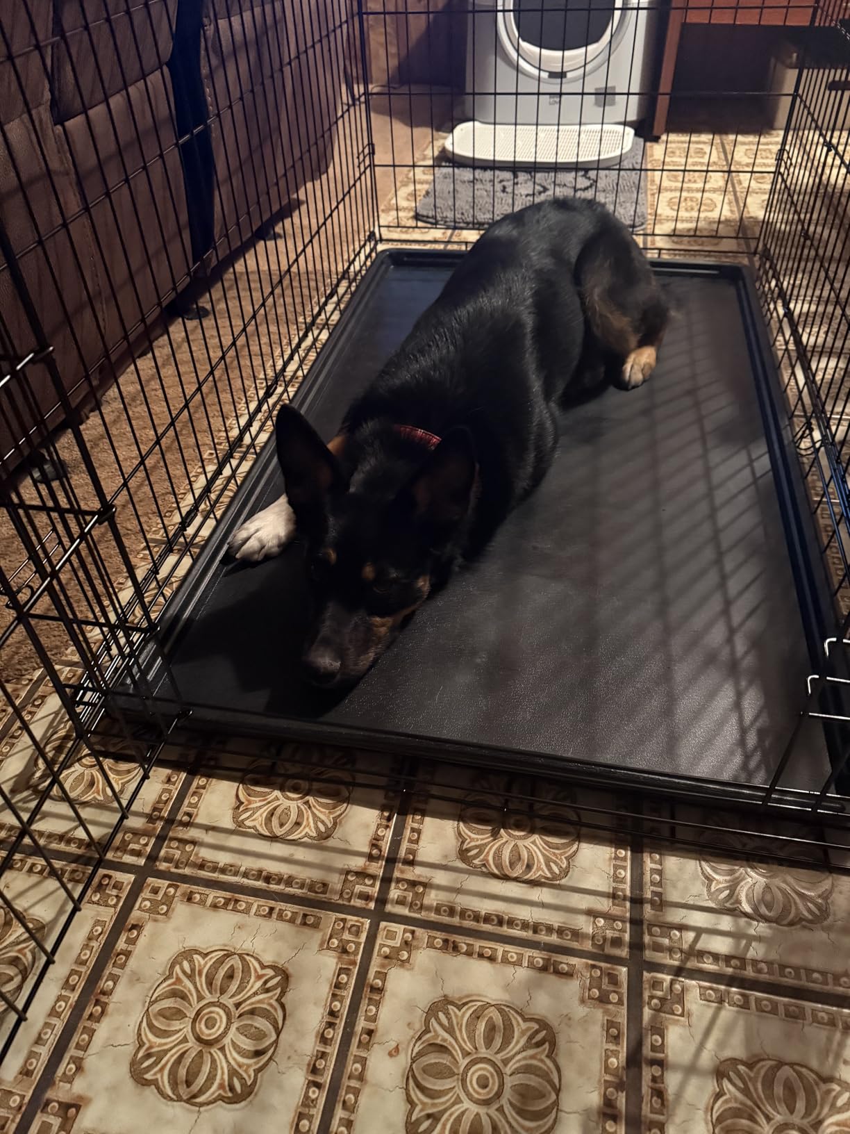 Sweetcrispy Dog Crate 42 Inch, Medium Large Dog Cage, Foldable Pet Kennel, Double Door, Metal Kennel, Secure Lock, Removable Tray, Indoor Outdoor Training Travel customer photo 2