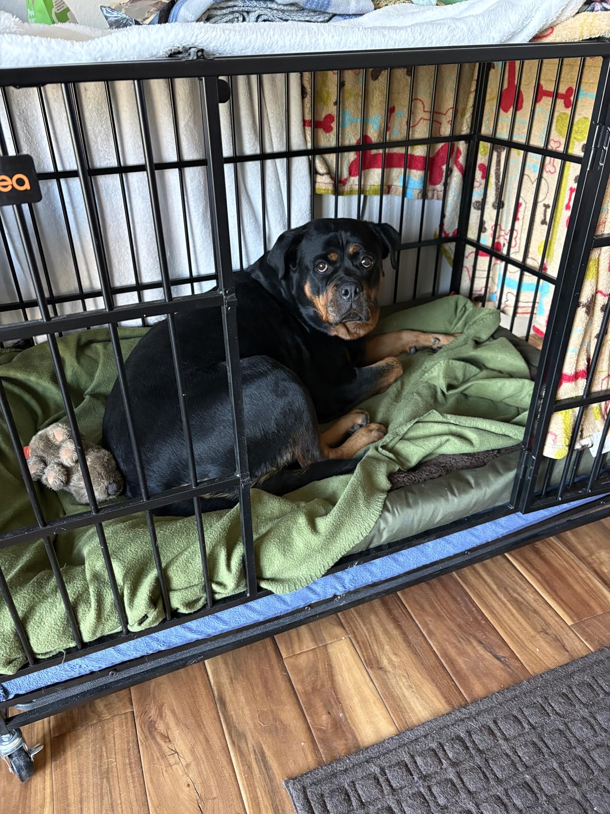 Feandrea Heavy-Duty Dog Crate, 5-Minute Quick Assembly, Foldable Dog Kennel Cage with Lockable Wheels, Double Doors, Escape Proof Fixed Bottom, Removable Tray, Easy to Clean, Ink Black, 48 Inch customer photo 2