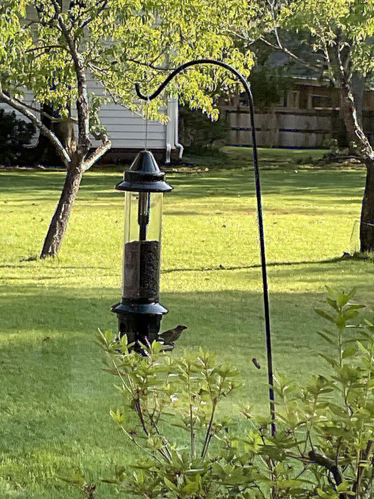 Squirrel Buster Plus Squirrel-proof Bird Feeder w/Cardinal Ring and 6 Feeding Ports, 5.1-pound Seed Capacity, Adjustable, Pole-mountable (POLE ADAPTOR SOLD SEPARATELY), Green | Squirrel-Proof Weight-Activated Shroud, Cardinal Ring, 6 Ports, 5.1 Lb Capacity, Adjustable Tension, Detachable for Cleaning customer photo 1
