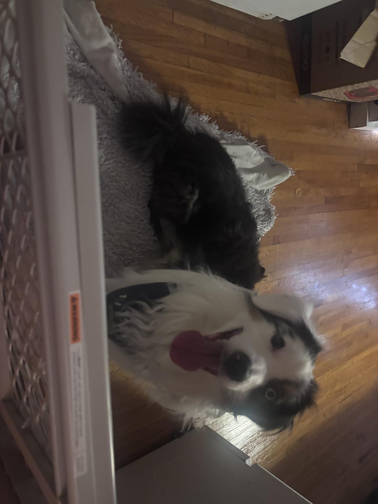 MYPET Universal Pet Gate: 26