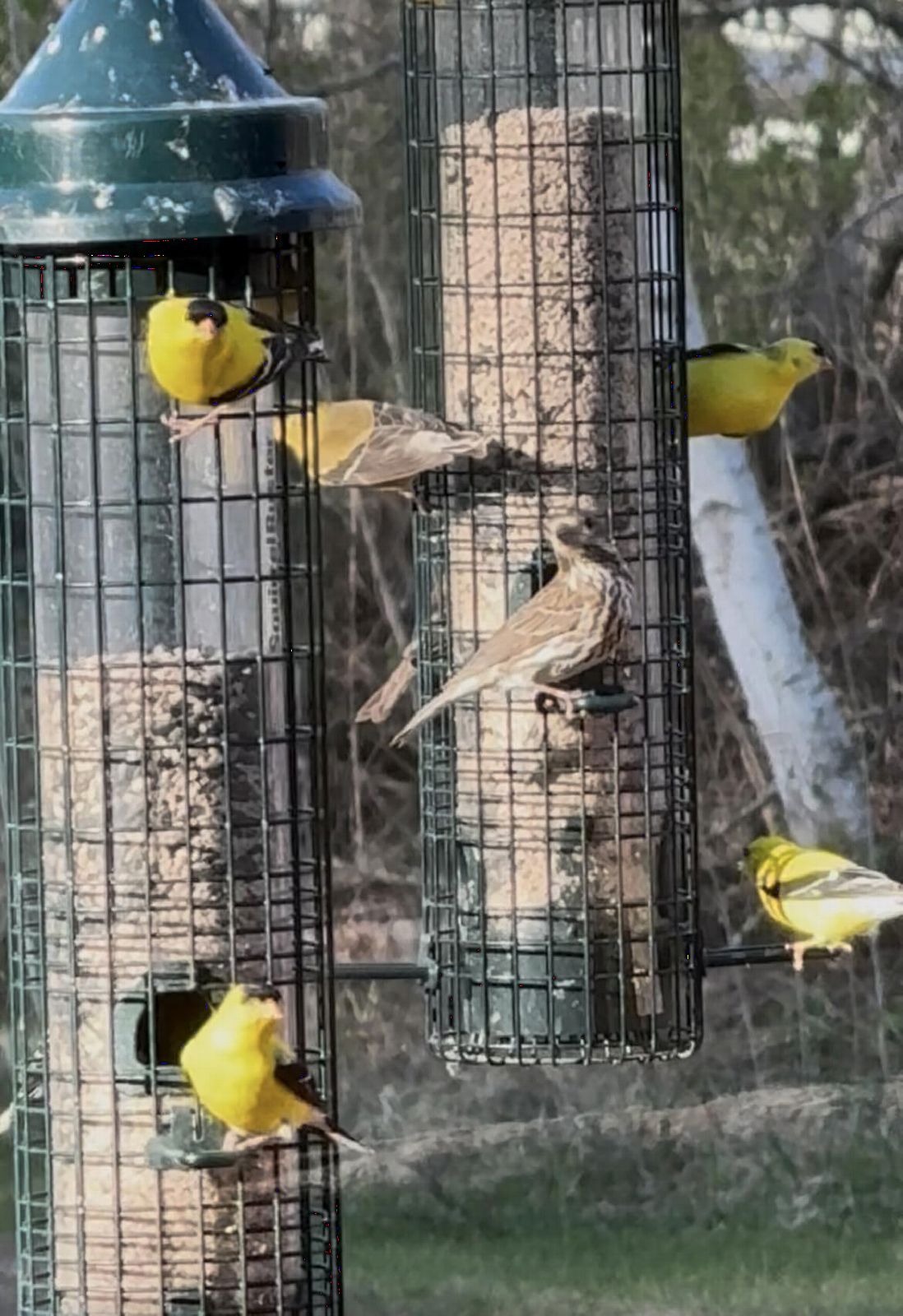 Squirrel Buster Classic Squirrel-proof Bird Feeder w/4 Feeding Ports, 2.4-pound Seed Capacity | Weight-Activated Shroud Blocks Squirrels, 4 Feeding Ports, 2.4 Lb Seed Capacity, 32 Height, Tool-Free Disassembly customer photo 1