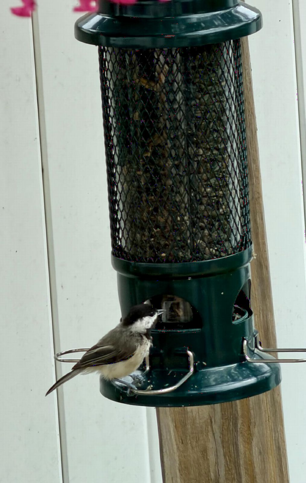 Squirrel Buster Standard Squirrel-proof Bird Feeder w/4 Metal Perches, 1.3-pound Seed Capacity, garden green | 1.3 Lb Capacity, 4 Metal Perches, Weight-Adjustable Closing, Chew-Proof, Uv-Resistant, Easy-Clean Design customer photo 1