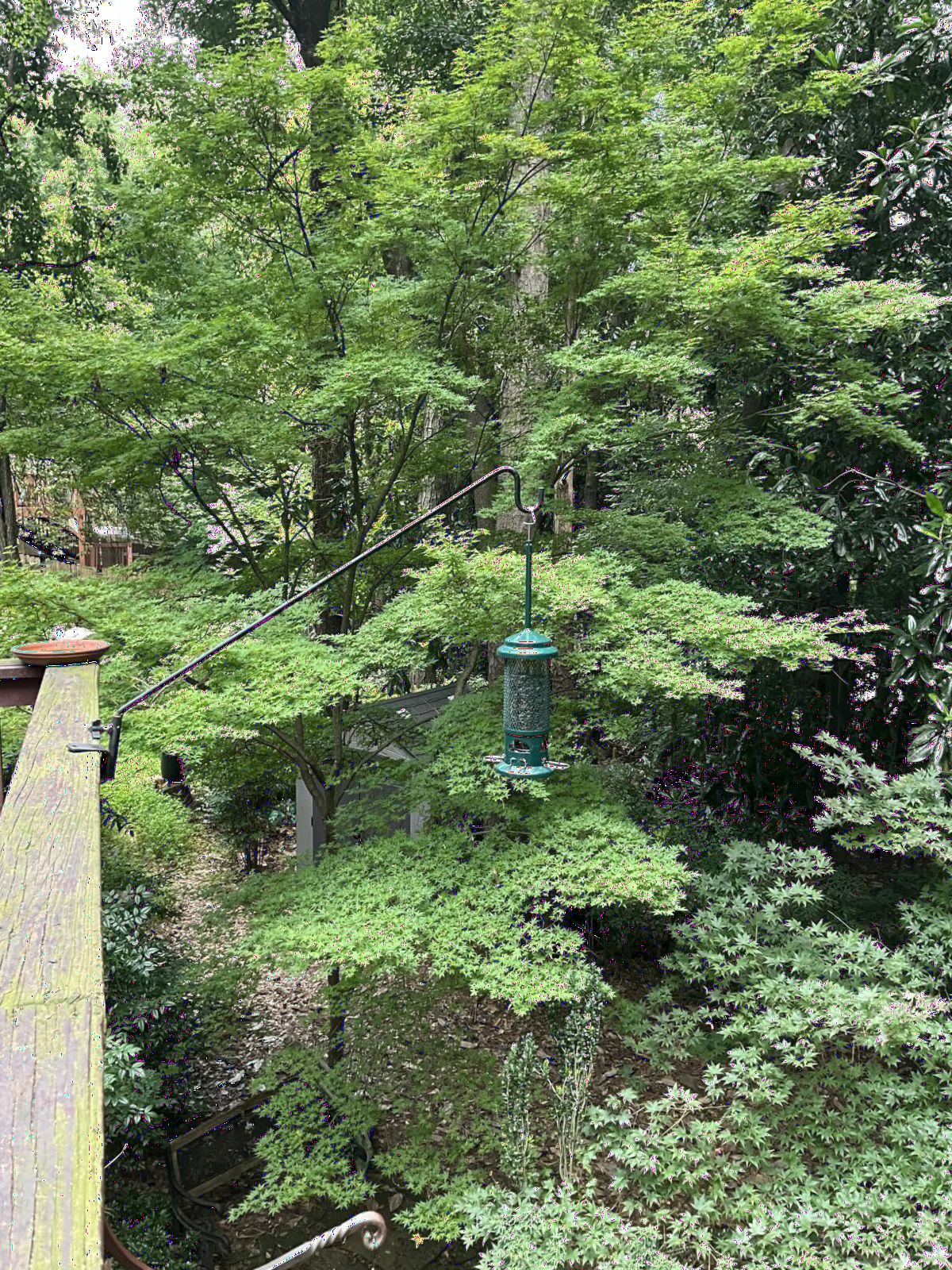Squirrel Buster Standard Squirrel-proof Bird Feeder w/4 Metal Perches, 1.3-pound Seed Capacity, garden green | 1.3 Lb Capacity, 4 Metal Perches, Weight-Adjustable Closing, Chew-Proof, Uv-Resistant, Easy-Clean Design customer photo 2