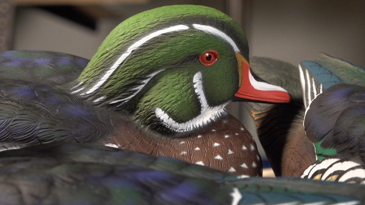 Avian X Topflight Realistic Floating Wood Duck Decoys with Weight-Forward Swim Keel, Set of 6 (Multicolor) customer photo 2