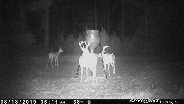 Boss Buck 200 Pound Large Capacity Hunting Gravity Fed Tripod Wildlife Game Deer Corn and Protein Pellet Feeder for Wildlife Attraction & Maintenance | All-Season Automatic Wildlife Feeding System with Adjustable Flow, 75-Inch Galvanized Legs, and 3-Way Feed Ports customer photo 2