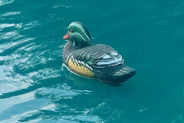 Higdon Outdoors Standard Wood Duck Floater Decoys | Ultra Realistic Drake & Hen Decoys for Waterfowl Hunting | 3 Upright & 1 Resting Drake & 2 Resting Hens | Foam-Filled | 6pk customer photo 2
